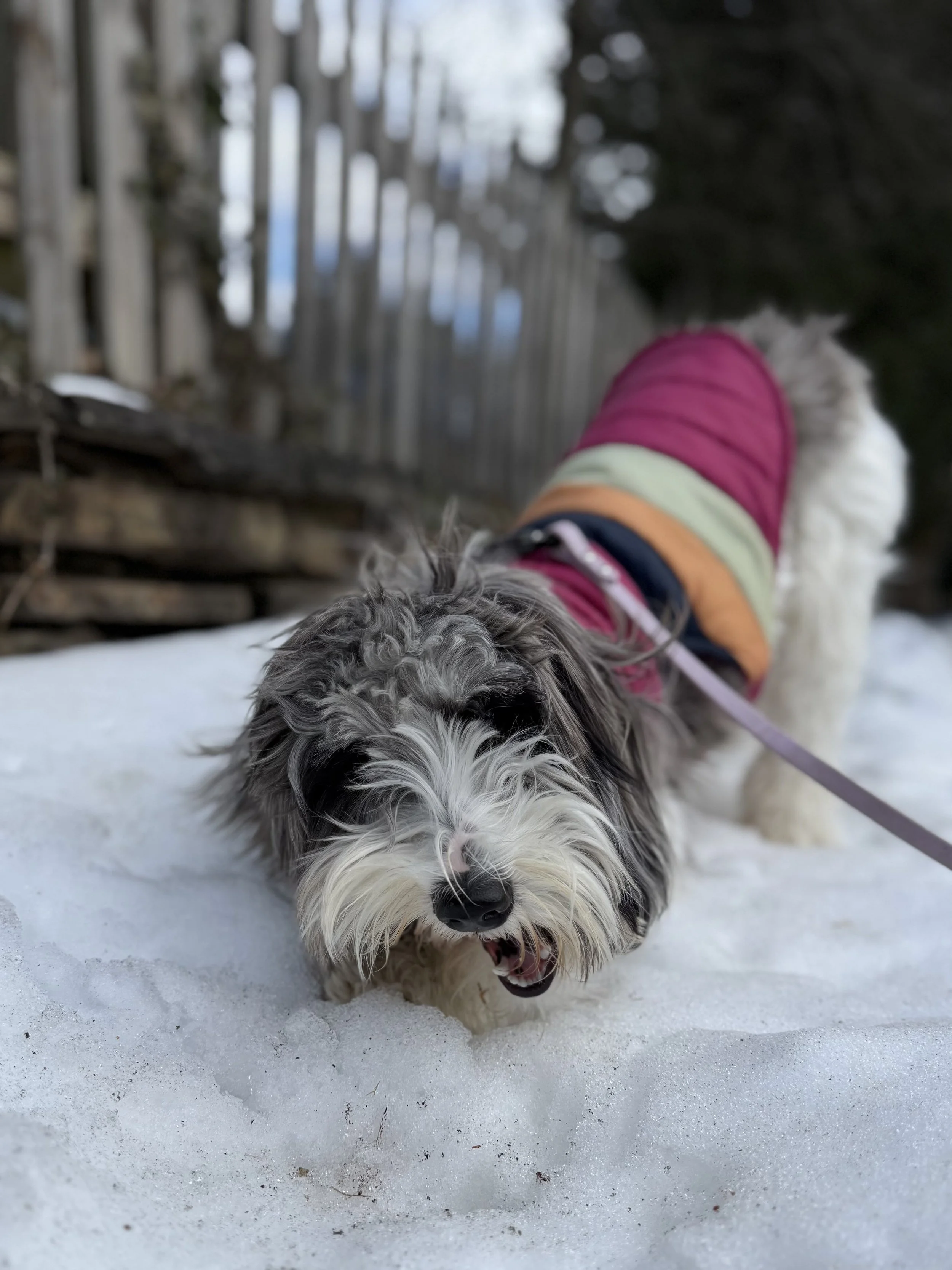 A gray and white doodle with a pink jacket on bends down in the snow to chew a stick.