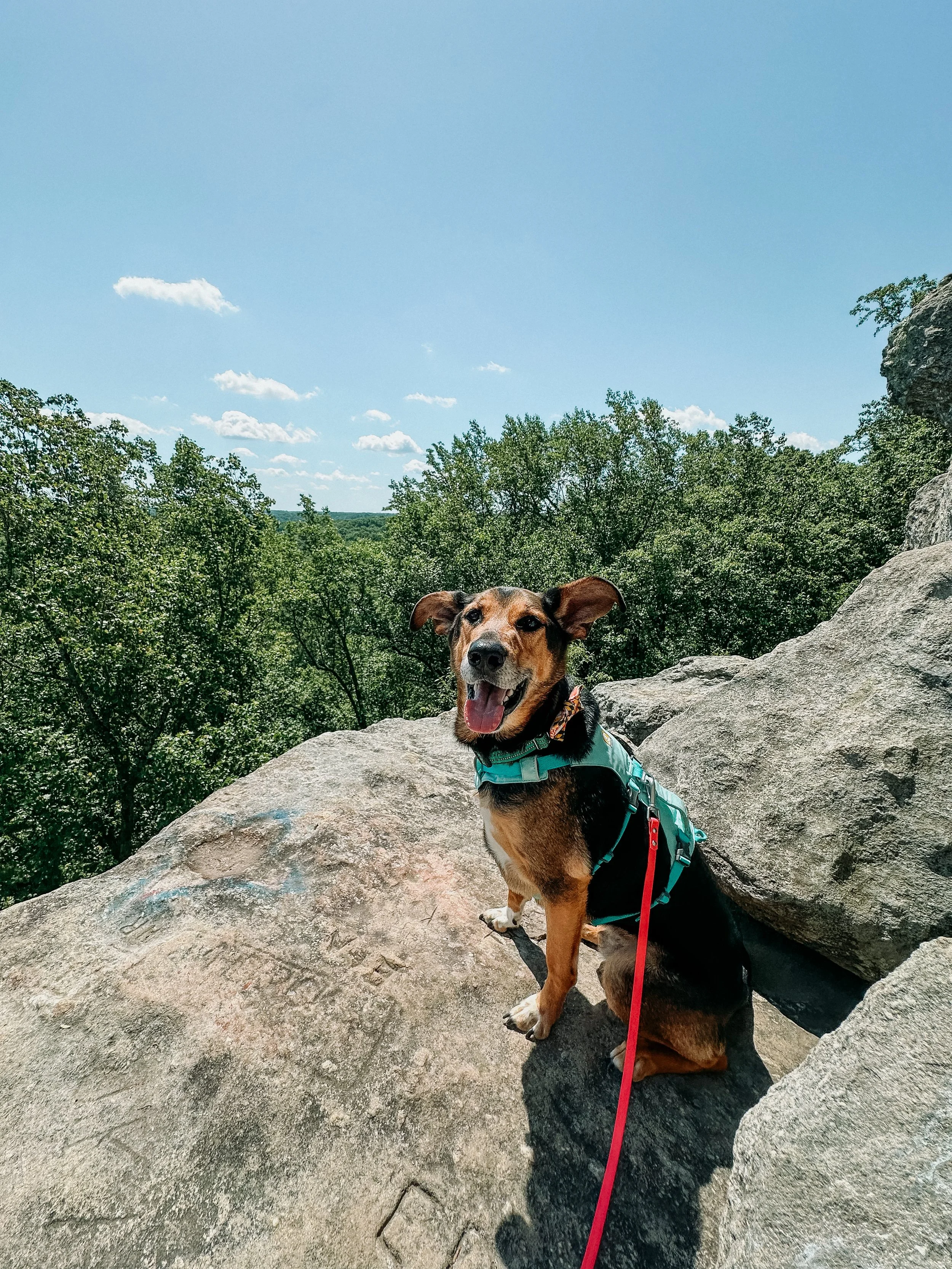 A German Shepherd mix with big wide ears sits on a rock overlooking tree tops. He's smiling at the camera and wearing a teal harness with a pink leash attached.