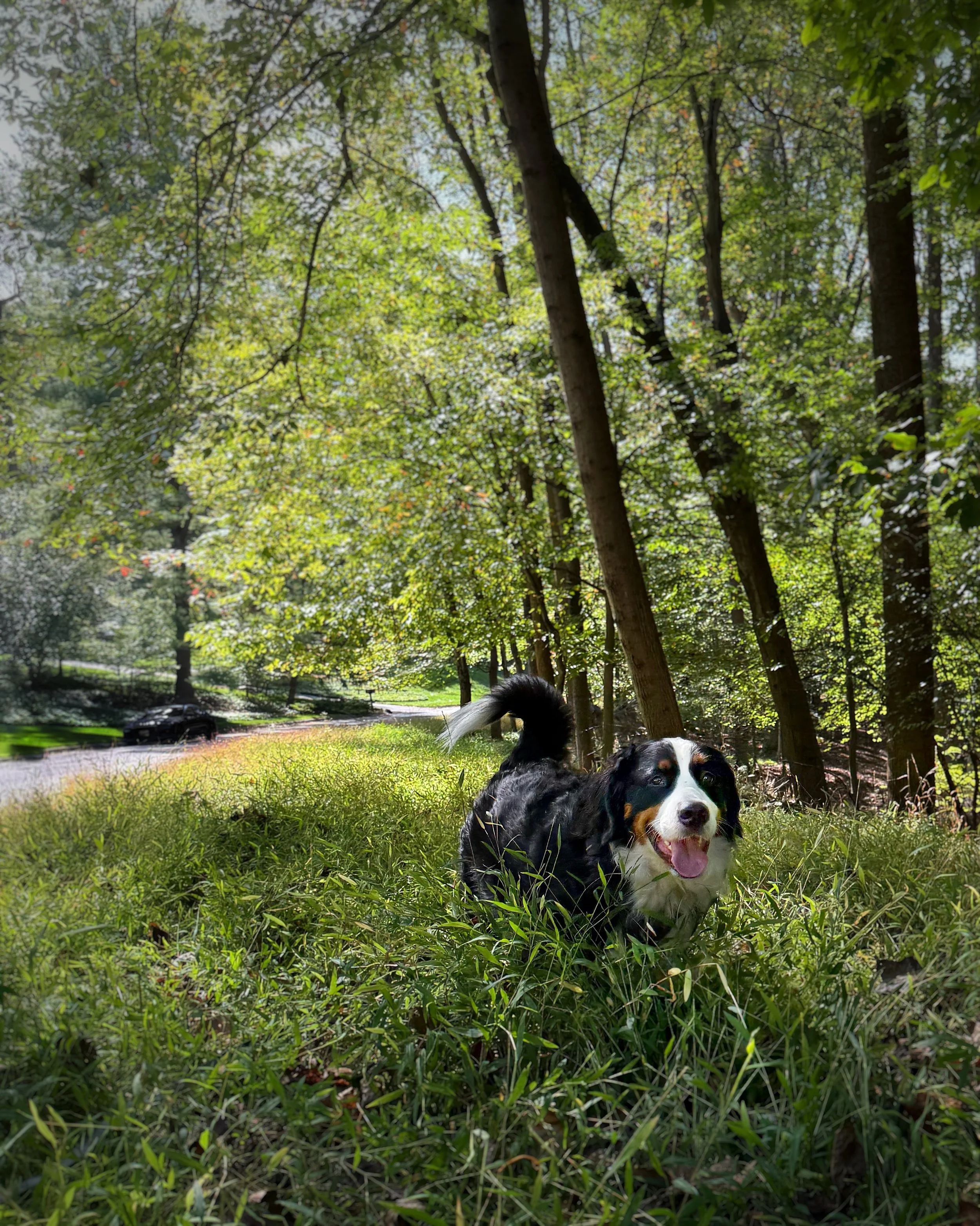 A Bernese Mountain Dog runs through tall green grass directly toward the camera.