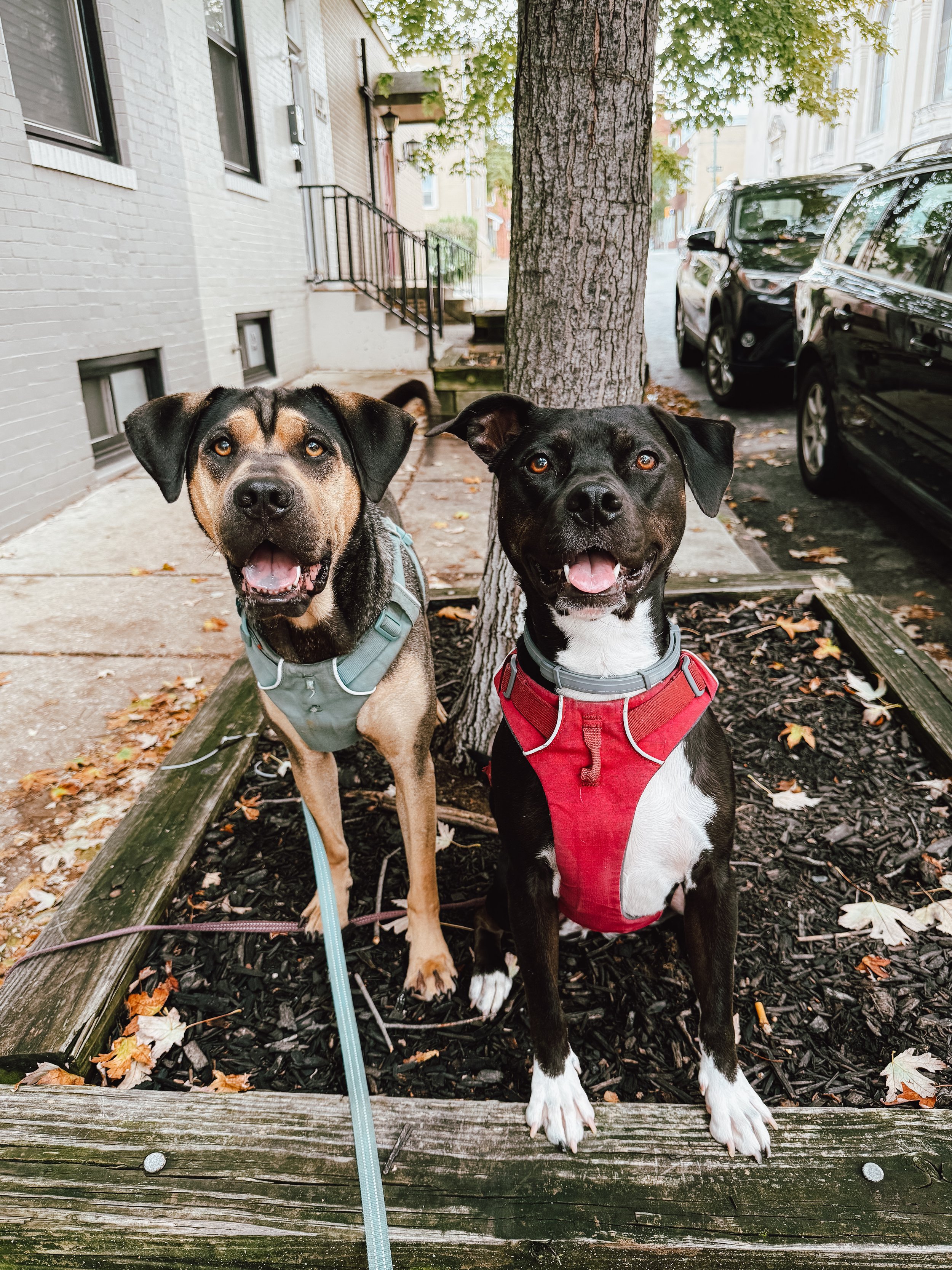 A black and tan mutt and a black pit bull sit on a garden box facing the camera with smiles on their faces. One is wearing a red harness and one a pale green harness.
