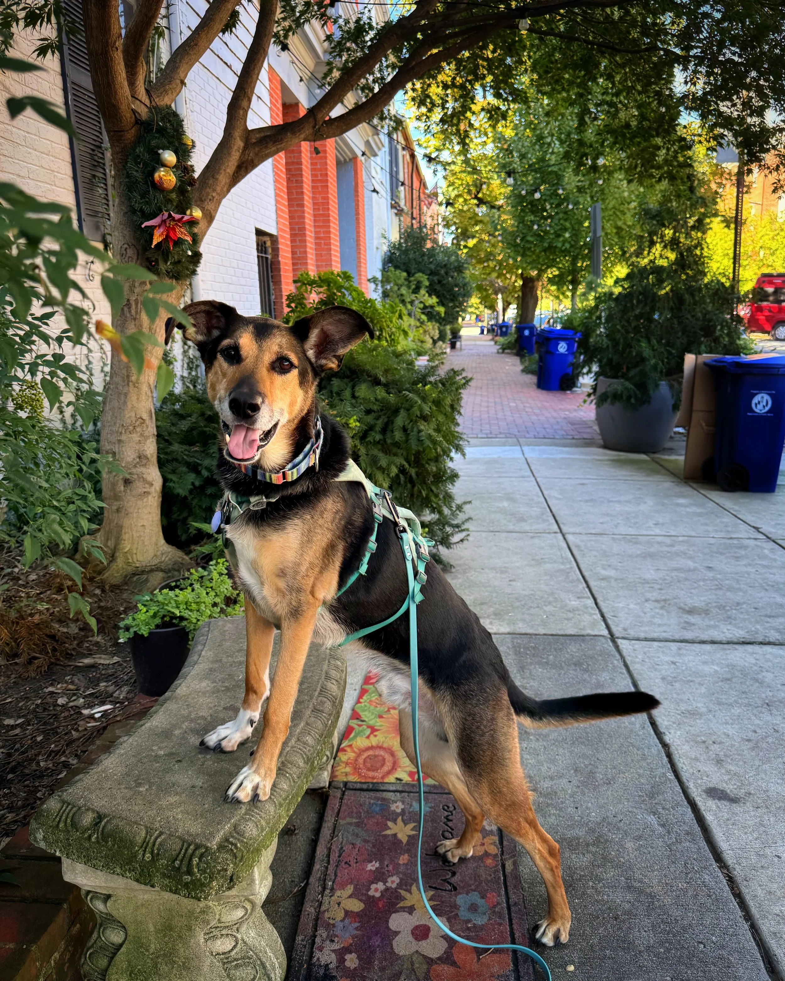 A german shepherd mix stands with front paws elevated on a concrete bench. He's looking at hte camera and smiling. He's on a city street with brick sidewalks and lots of trees