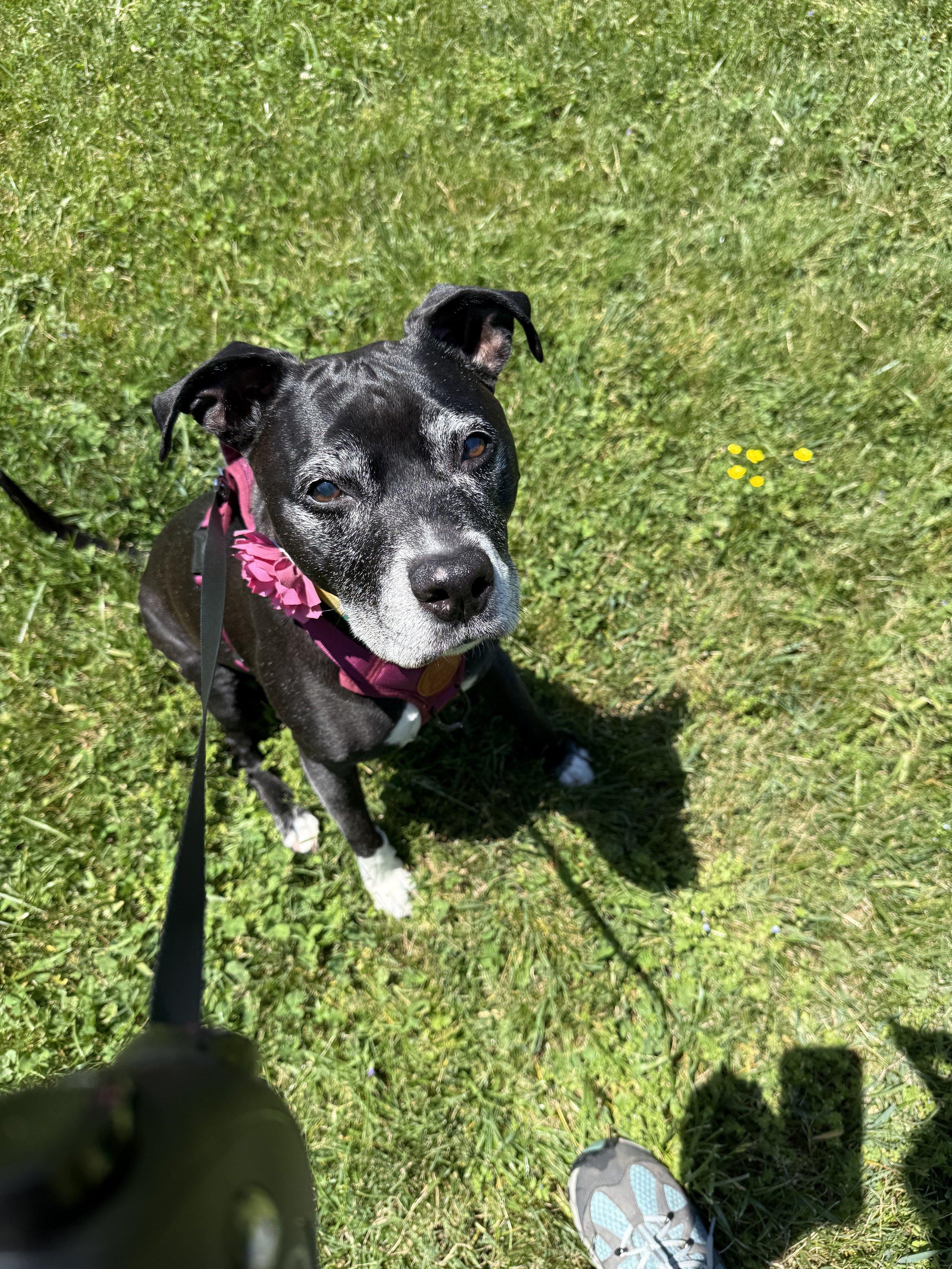 A black pit bull with a graying face and white snout sits in the grass looking up at the camera. Her ears are perked, and you can see her pink harness and a pink flower on her collar.