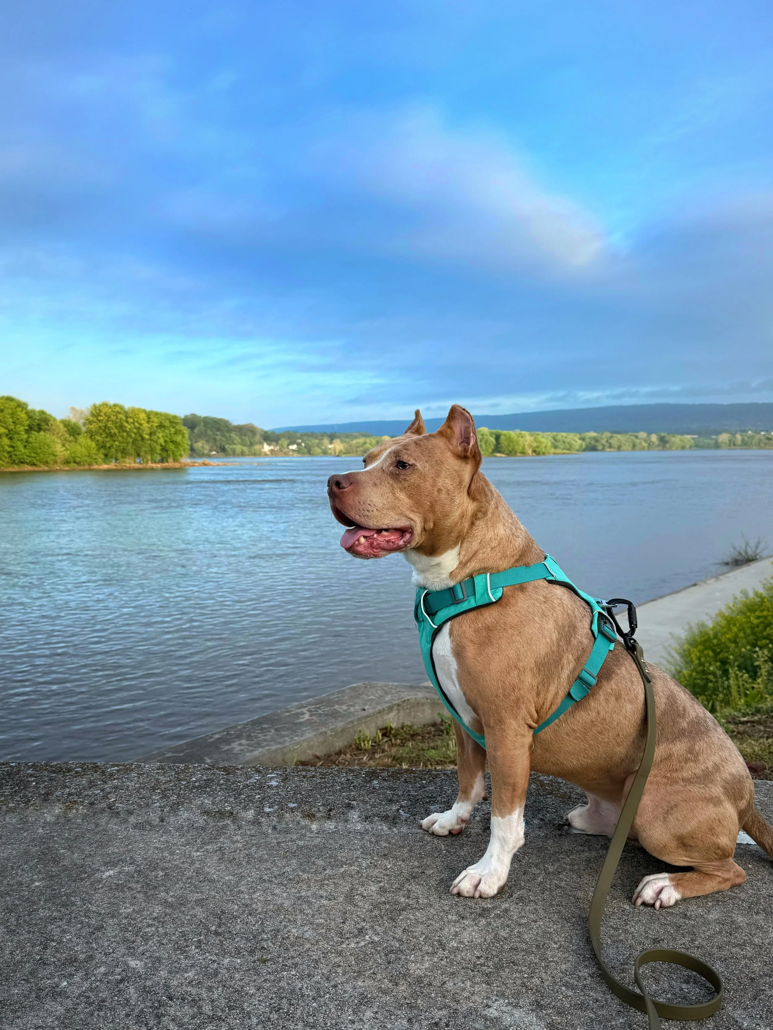 A blonde merle pit bull with a white chest and cropped ears, sits next to a river facing 45 degrees from the camera. He has an open mouth and appears to be smiling.