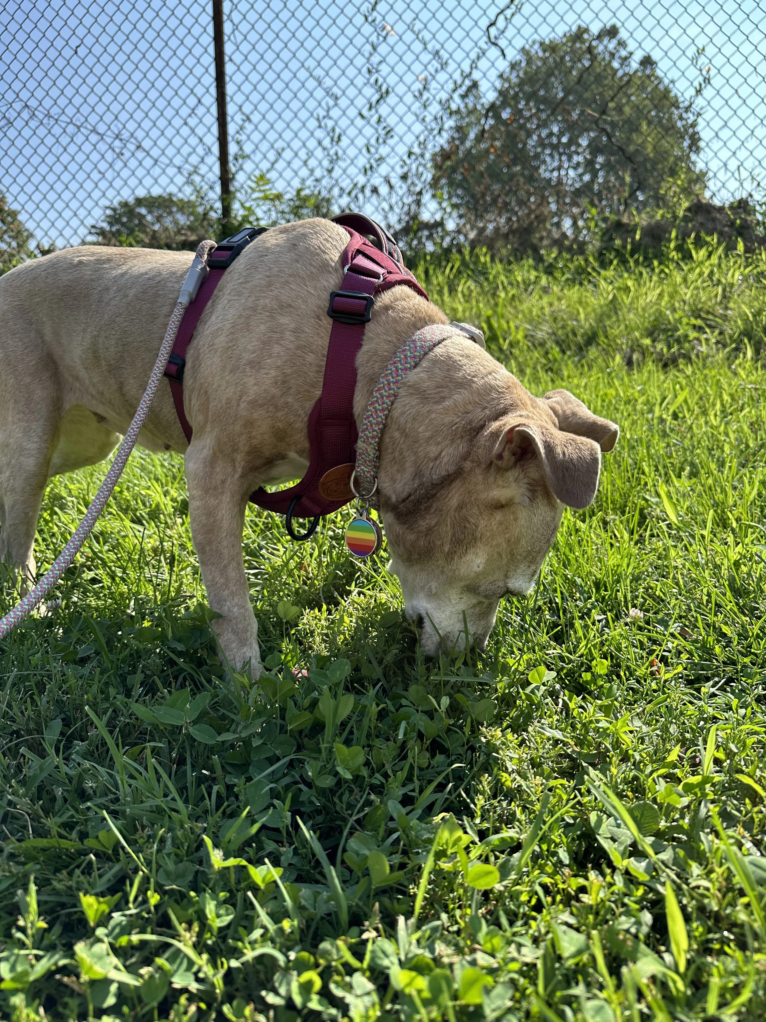 A blonde brindle small pit bull sniffs in the grass.