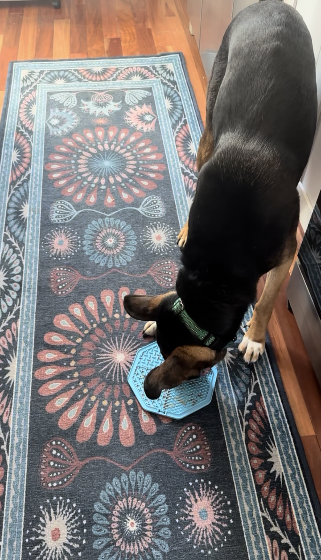 A german shepherd on a bright patterned rug licks a blue lick mat.