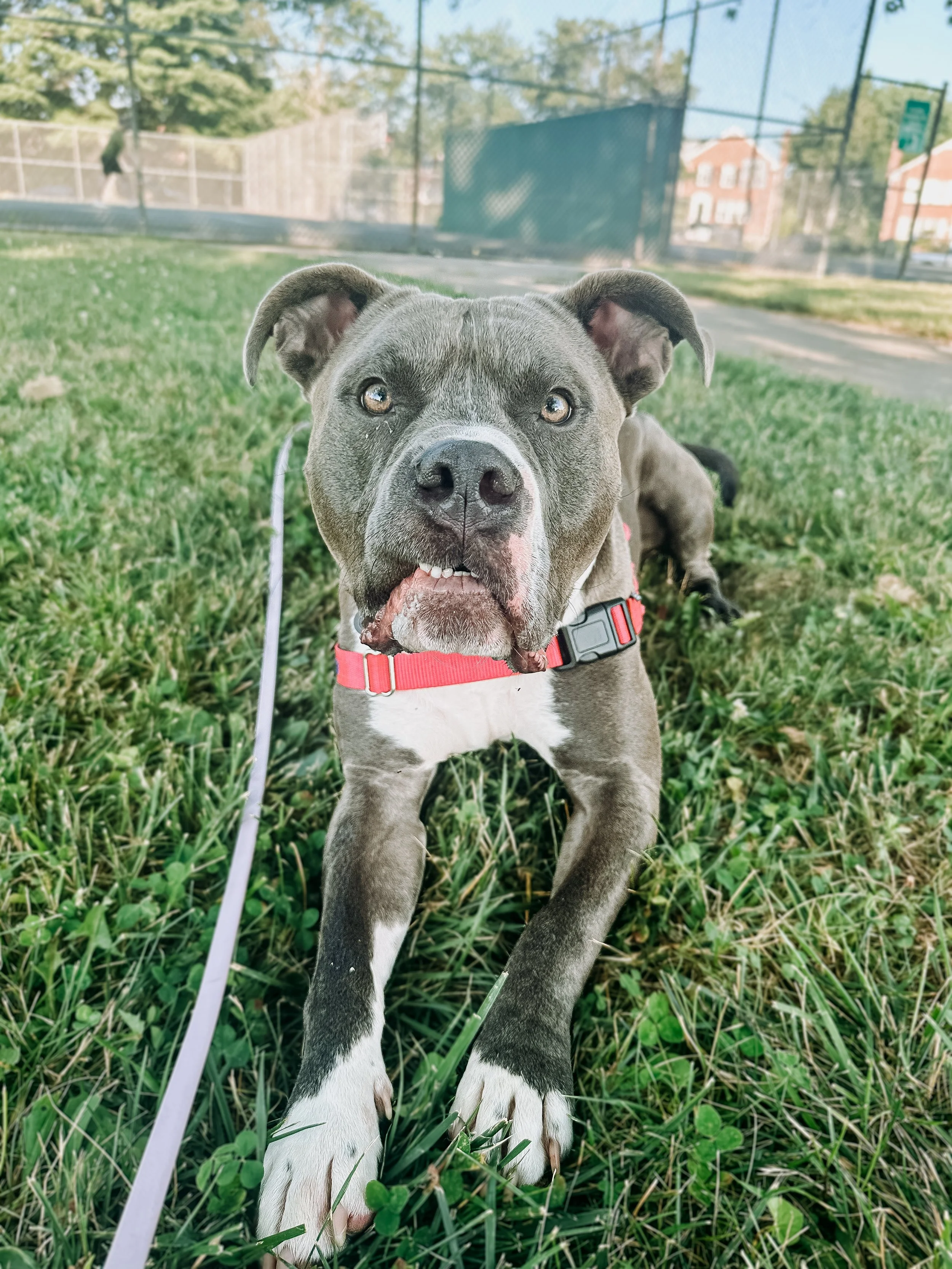 dog trainer rescue pit bulls