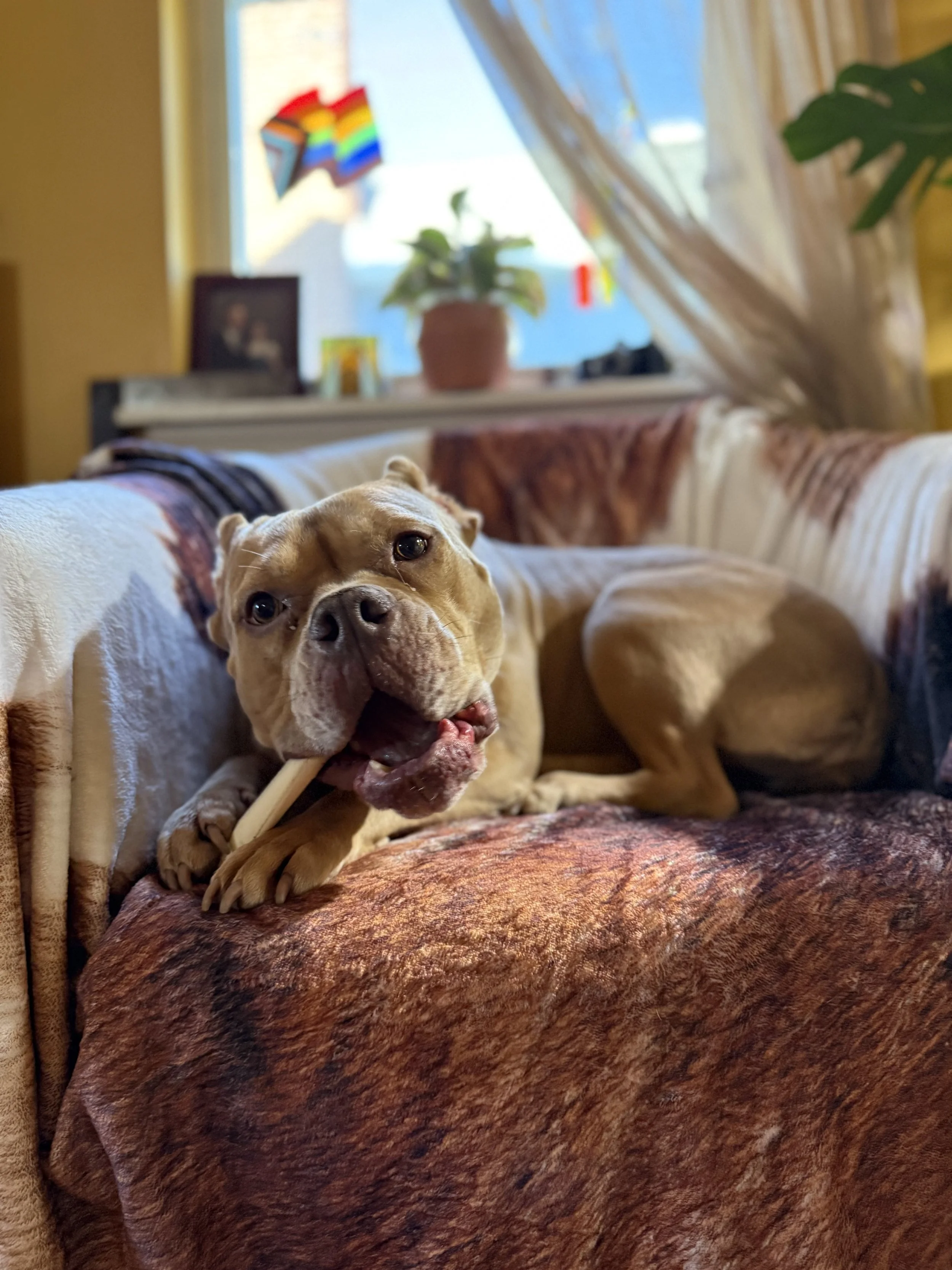 A tan American Bully chews a bone while lying on a round chair.
