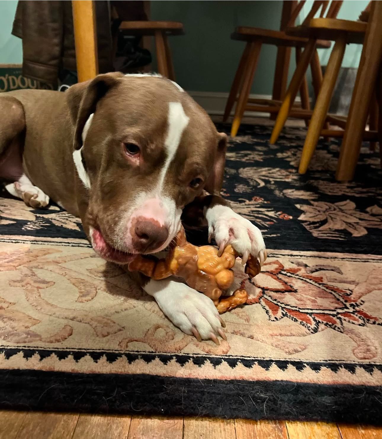 baltimore dog behavior