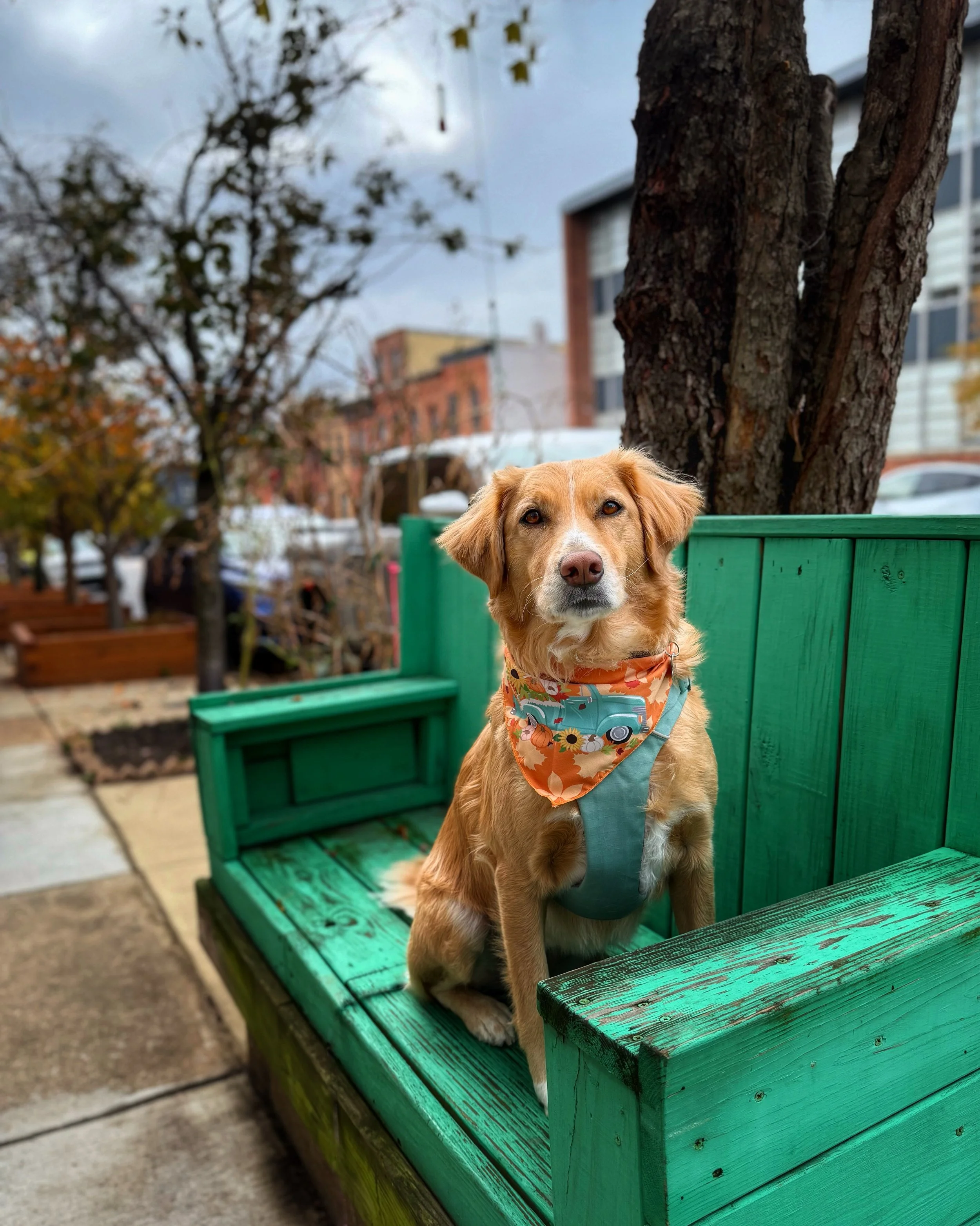 A golden retriever wearing an orange bandana and a teal vest sits on a wooden bench painted teal with a city backdrop.