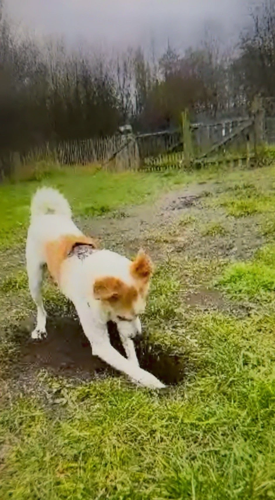 A white dog with brown ears and a grown torso digs a hole in the grass.