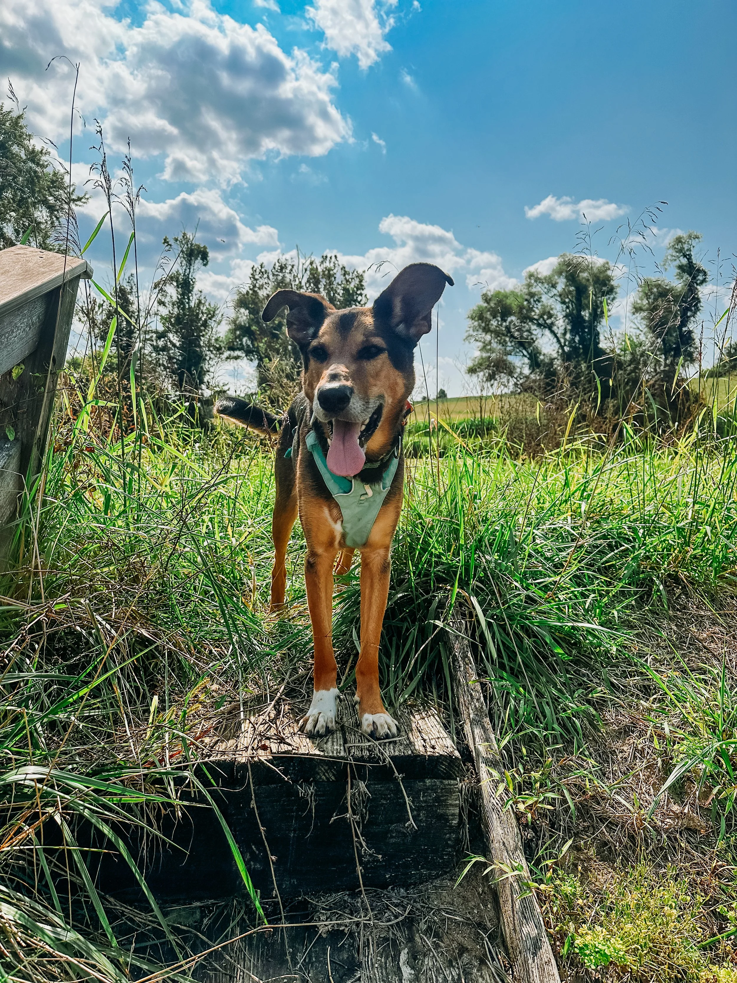 A german shepherd mix in a teal harness stands on a wooden step with long grass spilling over it. He is at eye level with the camera and looking slightly to his right beyond the camera. He has his tongue out and ears perked wide.