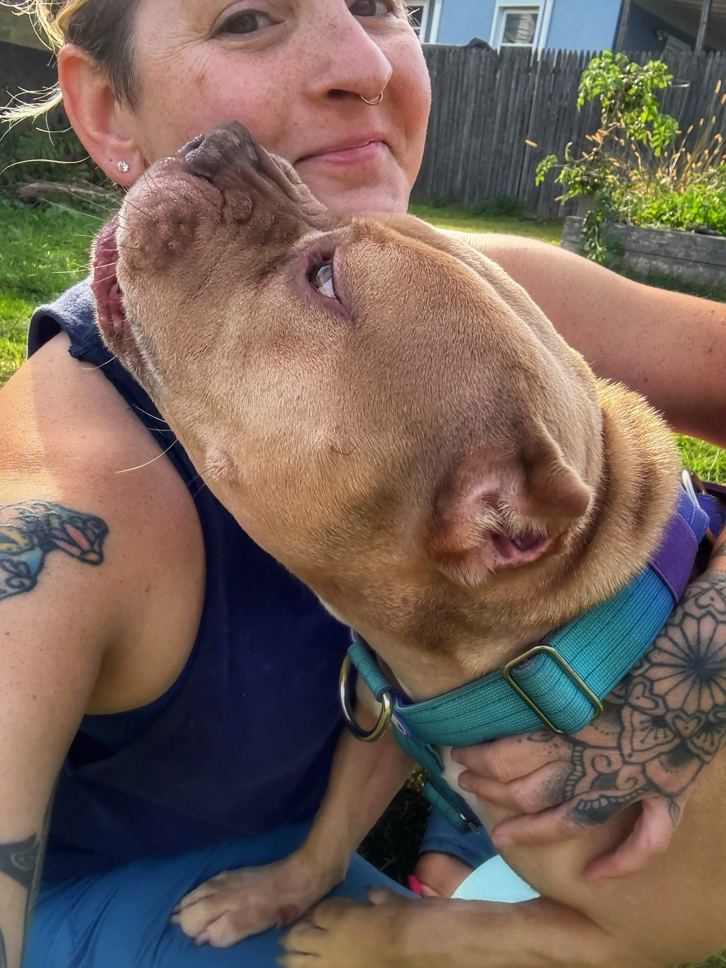 The camera appears to be capturing a selfie of a white woman with tattoos and brown hair pulled back with a tan American Bully in her lap licking her face.