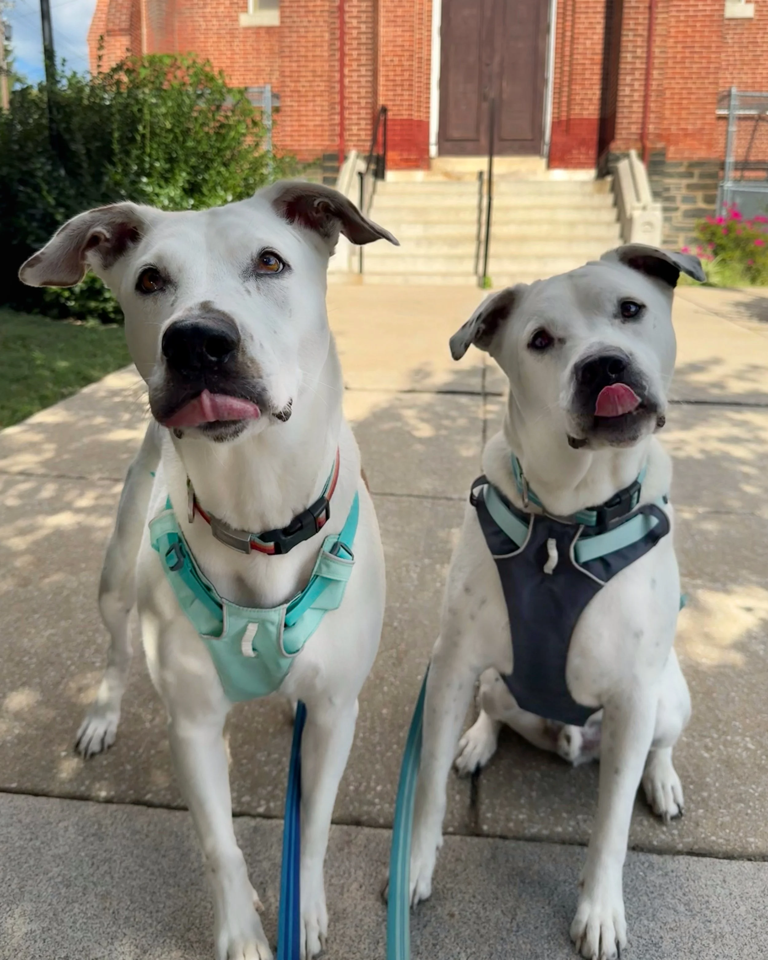 Two white pit bull mixes sit facing the camera wearing teal and blue harnesses. They have their heads tilted to the left and they both are licking their lips at the same time with perked ears.