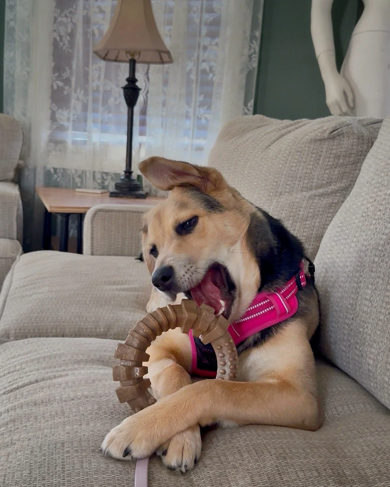 A shepherd puppy lies on a light gray couch wearing a bright pink harness and chewing a circular brown bone.
