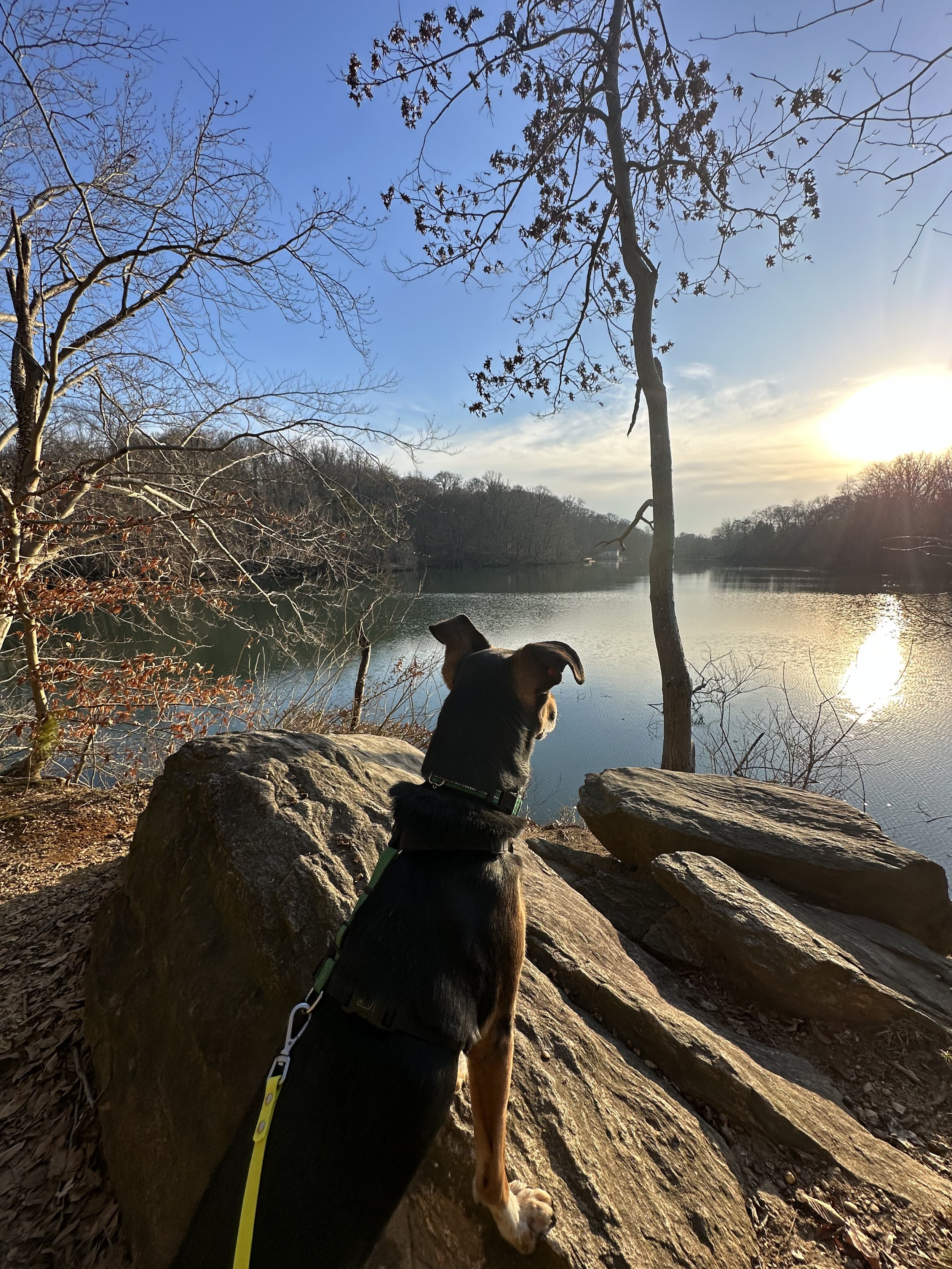 A german shepherd mix faces away from the camera overlooking a lake. His front paws are up on a rock and his ears are perked as if he's taking in the scenery.