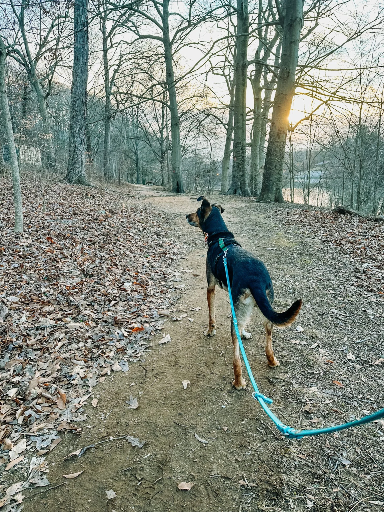 A german shepherd with a teal leash stands on a dirt trail with his back to the camera. The trail curves ahead of him, and you can see bare trees and the sun setting up ahead.