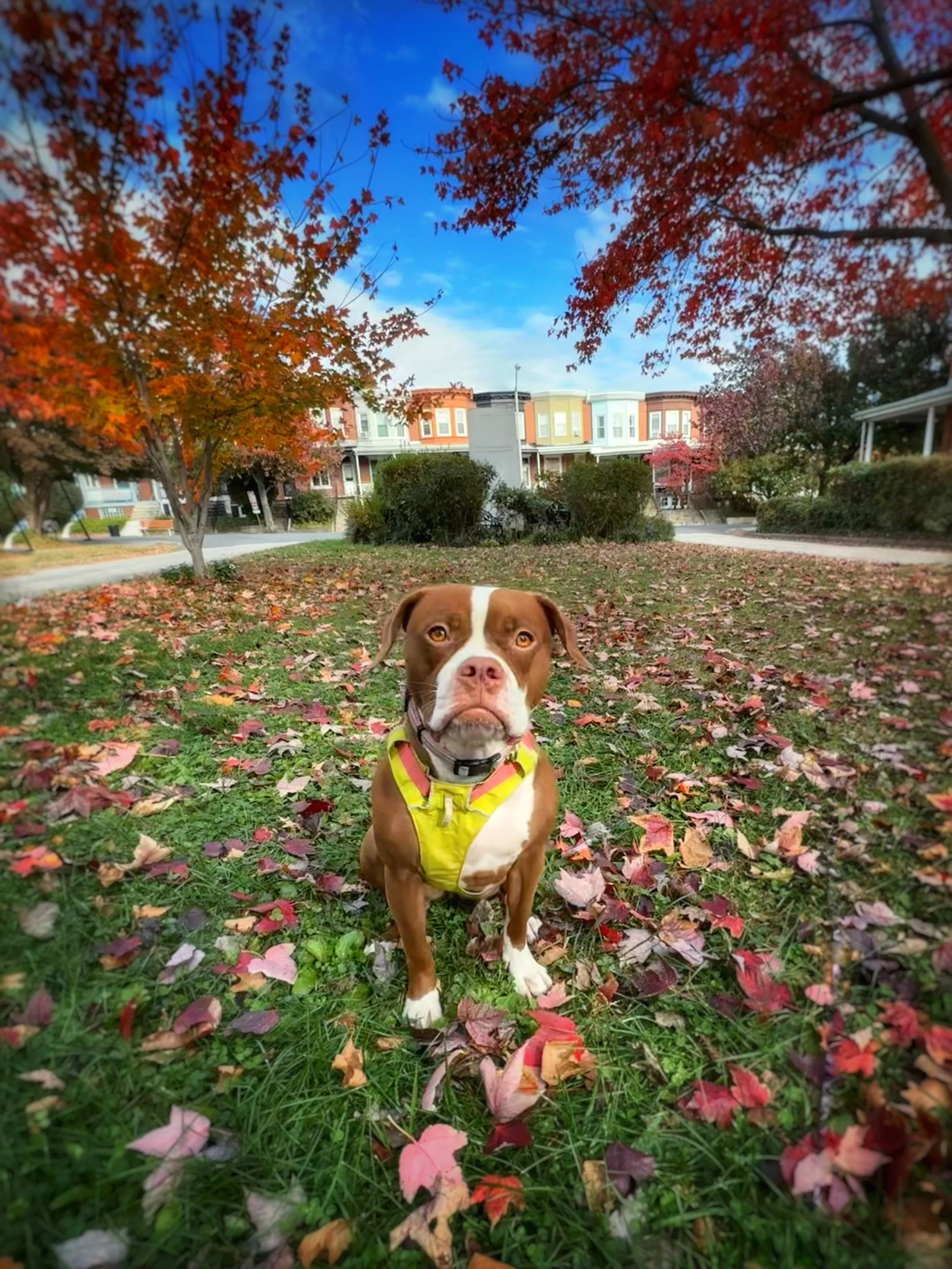 A brown and white pit bull mix sits facing the camera with grass and leaves around her, and colorful row homes in the background.