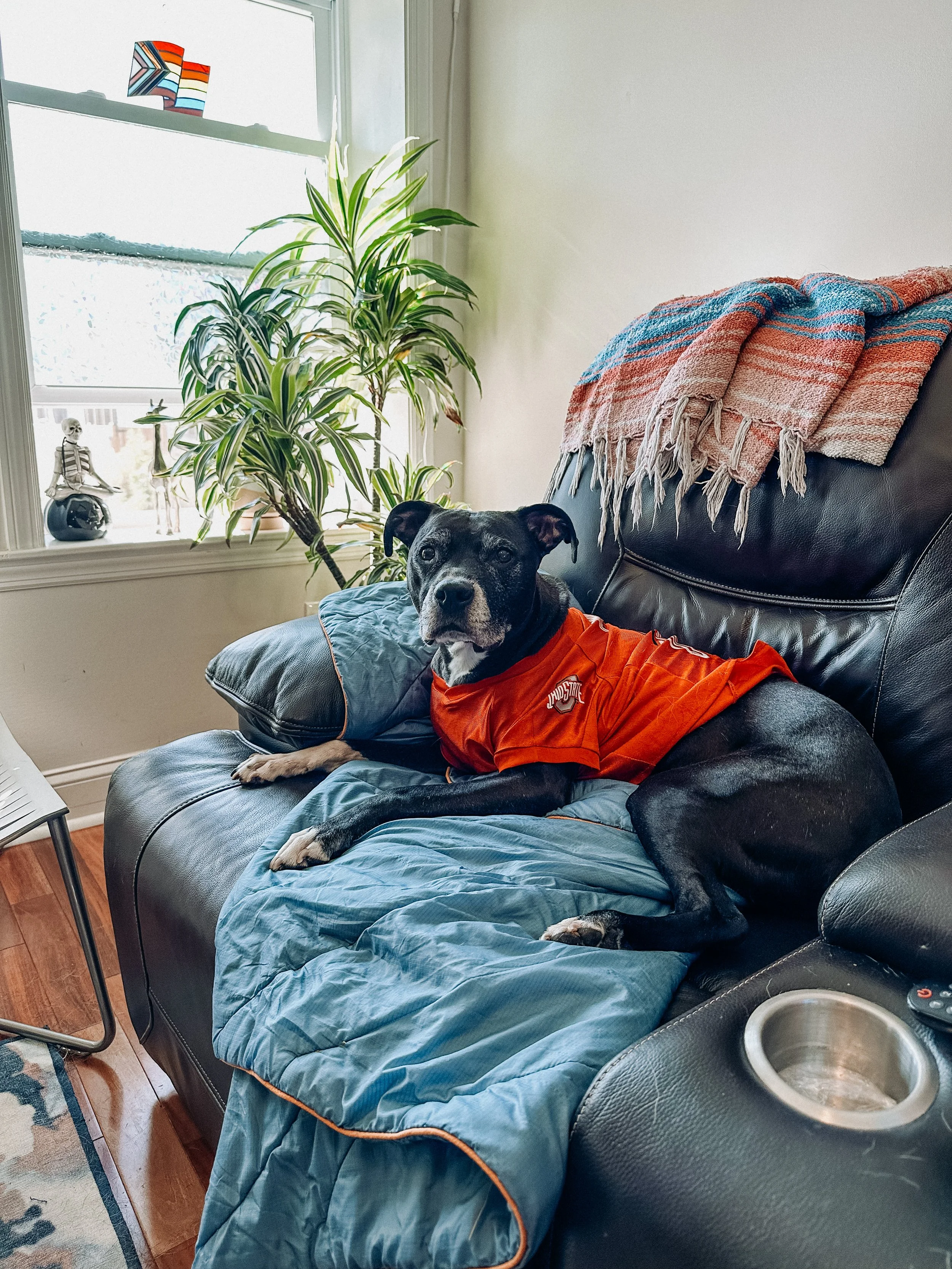 A black pit bull with white paws and a gray snout is lying on a recliner and wearing a red Ohio State jersey. She is looking at the camera with ears perked.