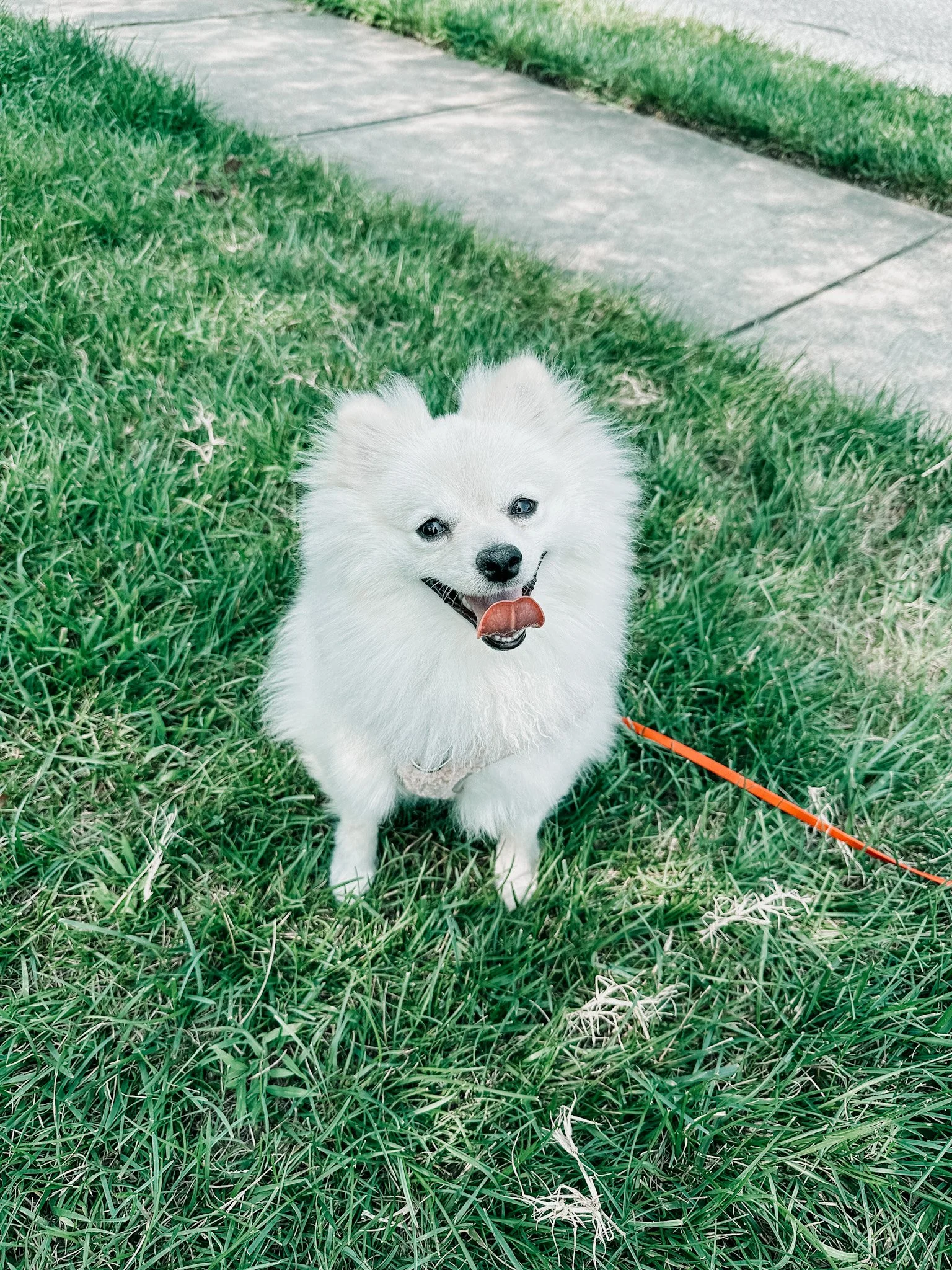 A small white pomeranian sits in the grass looking up at the camera, appearing to be "smiling".