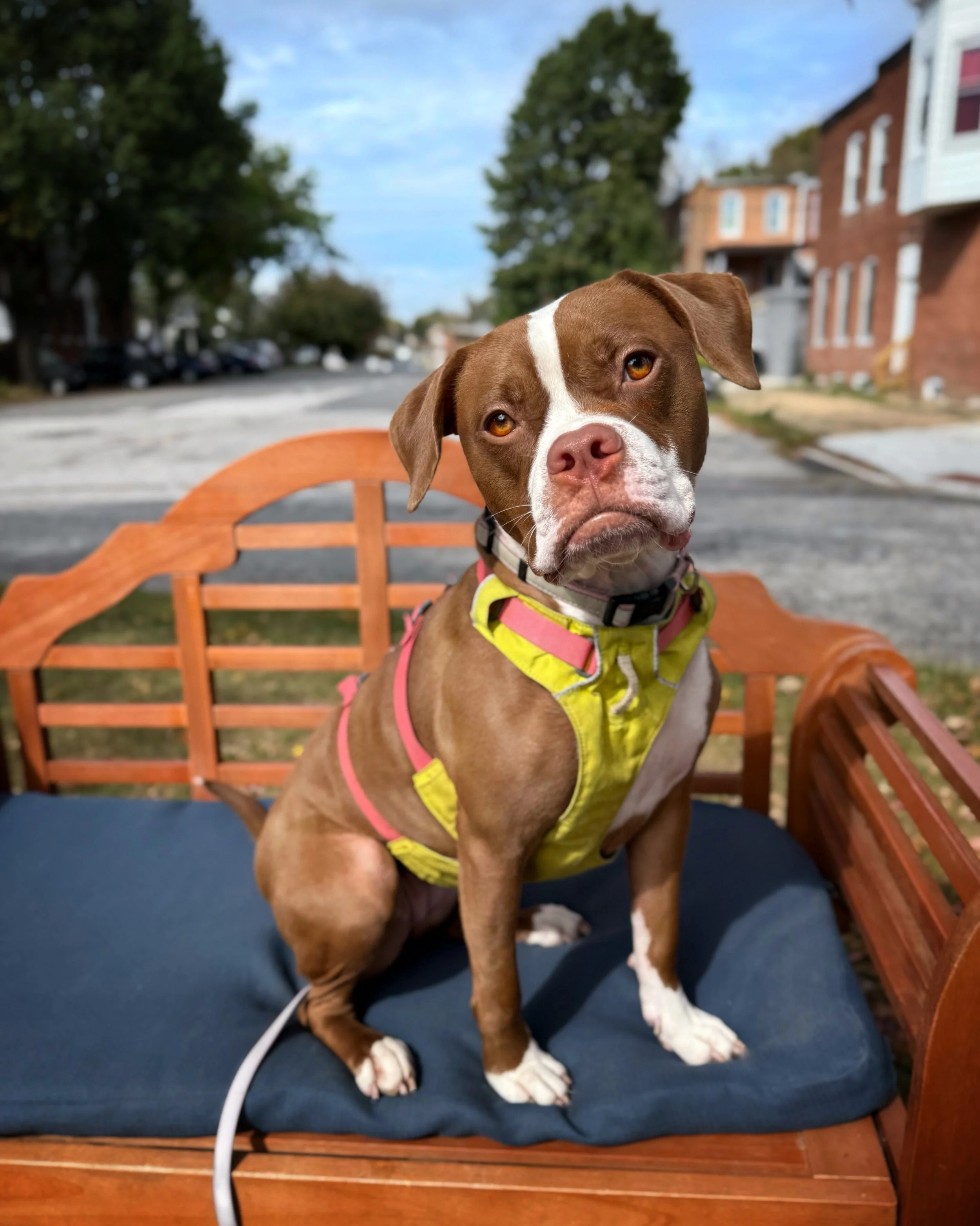 A brown and white pit bull sits on a brown bench with a blue pad, she is wearing a yellow and pink harness and is looking at the camera with her ears perked. In the background you can see row homes suggesting that she is in the city.