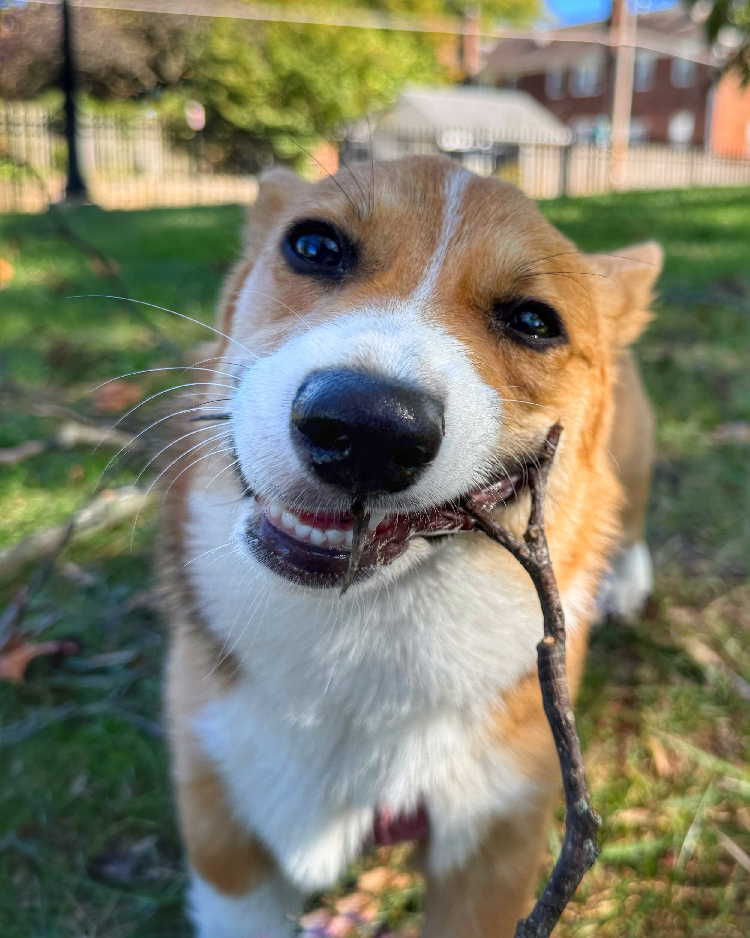 A young Corgi looks directly at the camera in close range while chewing a stick.