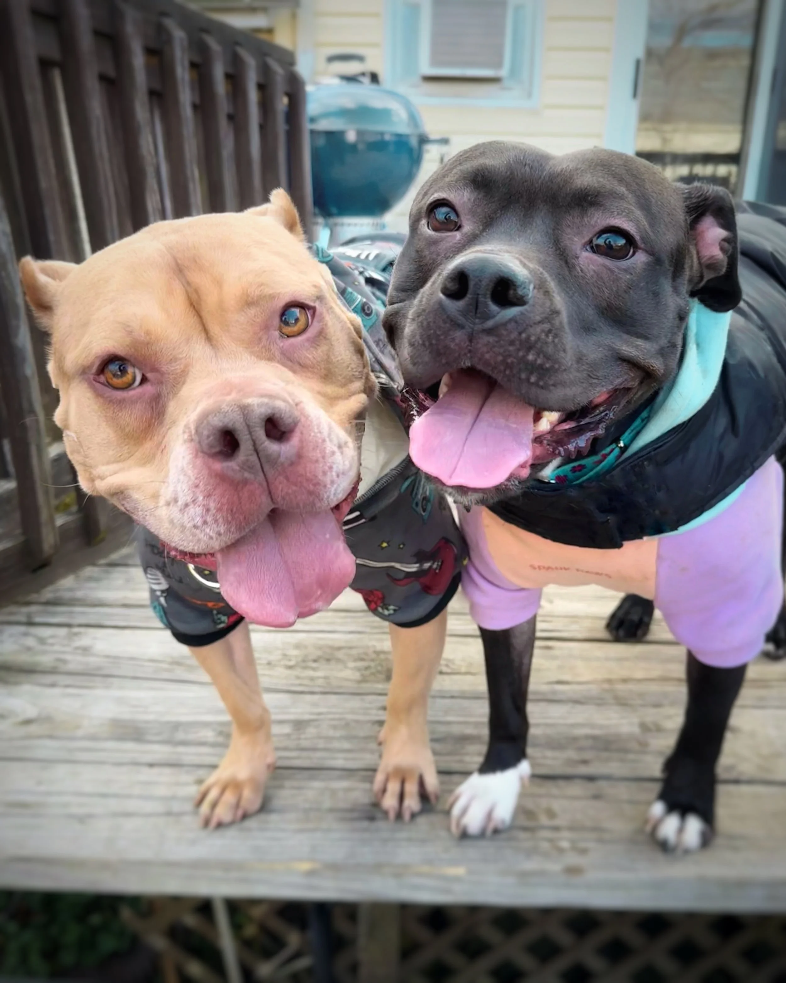 A tan American Bully and a short black pit bull stand side by side looking at the camera with wide smiles.