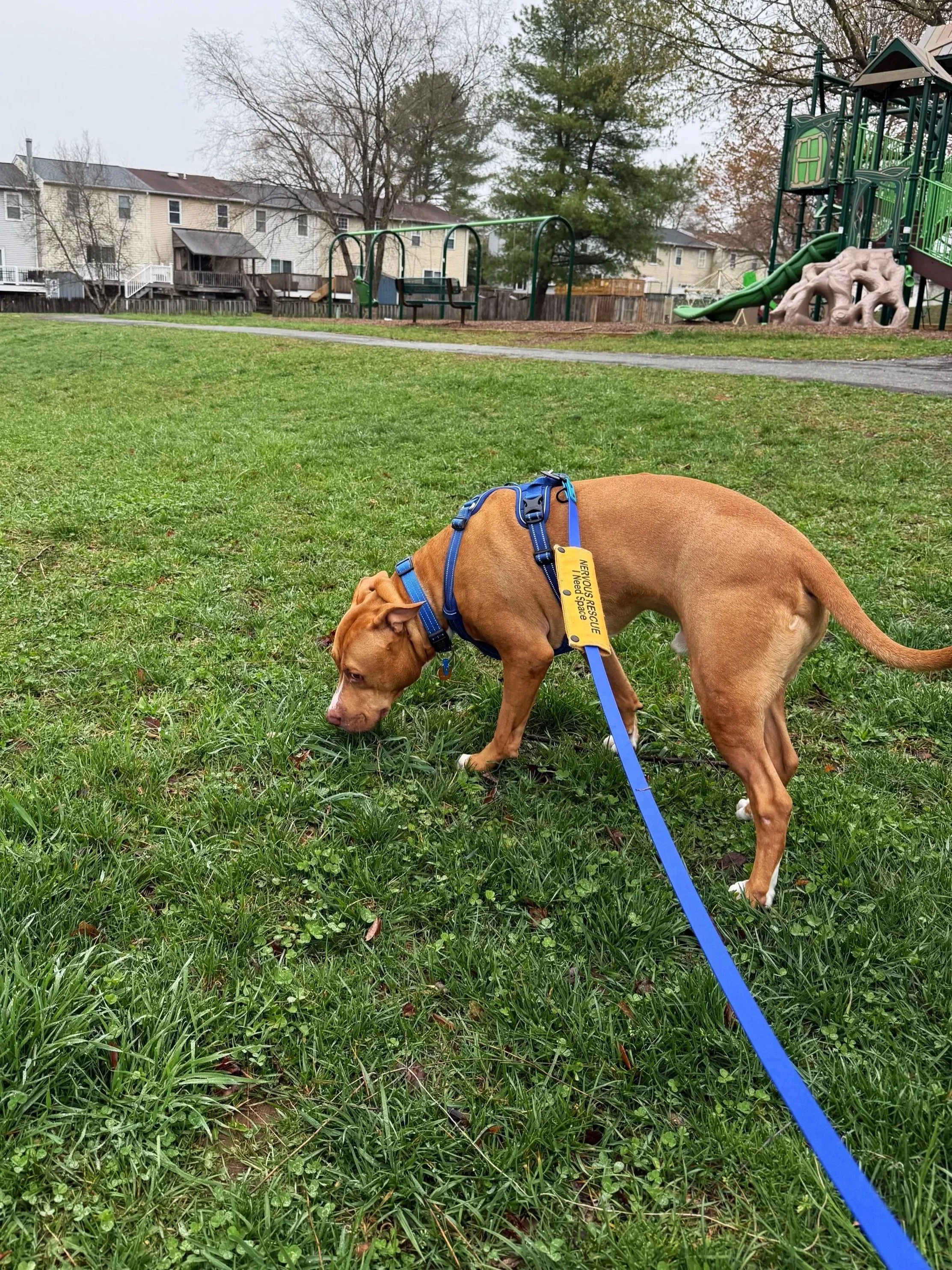 An orange/red pit bull with a blue harness stands on the grass sniffing as he side-eyes the camera. He has a blue leash with a yellow leash tag that says "nervous rescue, I need space"