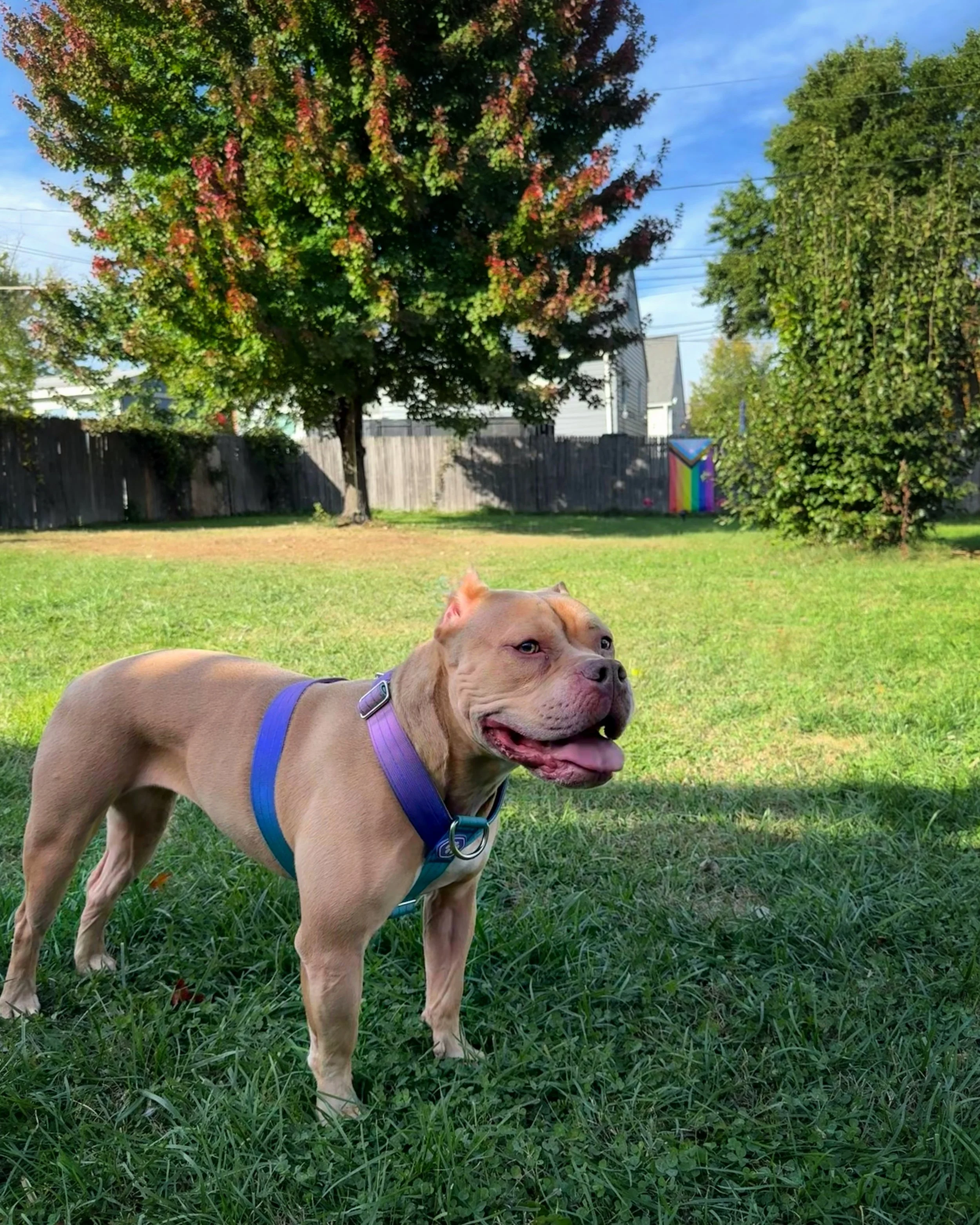 A tan American Bully stands on the grass in the foreground of the photo. She is wearing a blue and purple harness with thick straps. In the background there is a fence with a progress pride flag on it and a big tree whose leaves are starting to turn.