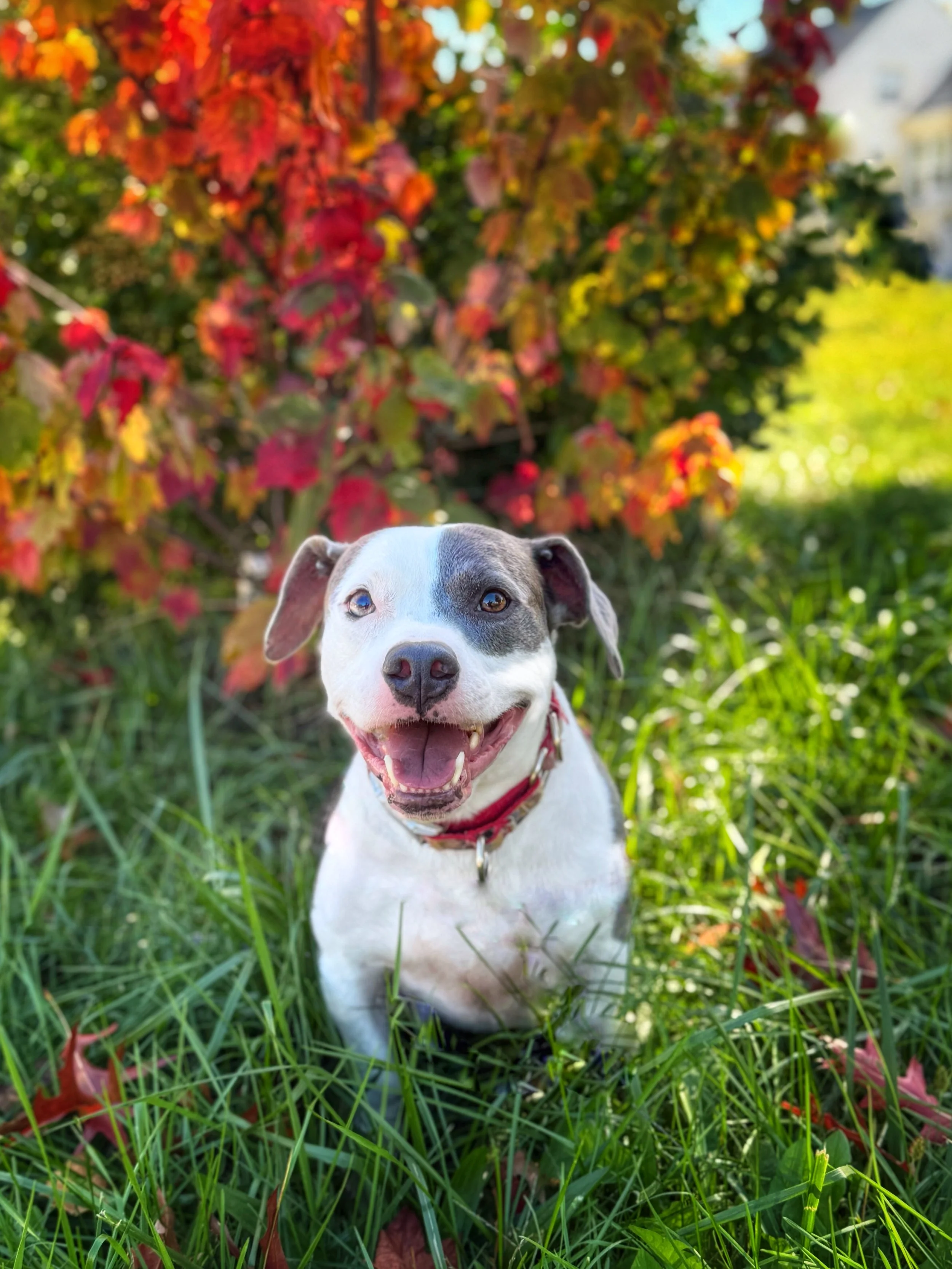 A gray and white pit bull/jack russell terrier mix sits in front of a colorful bush smiling at the camera.