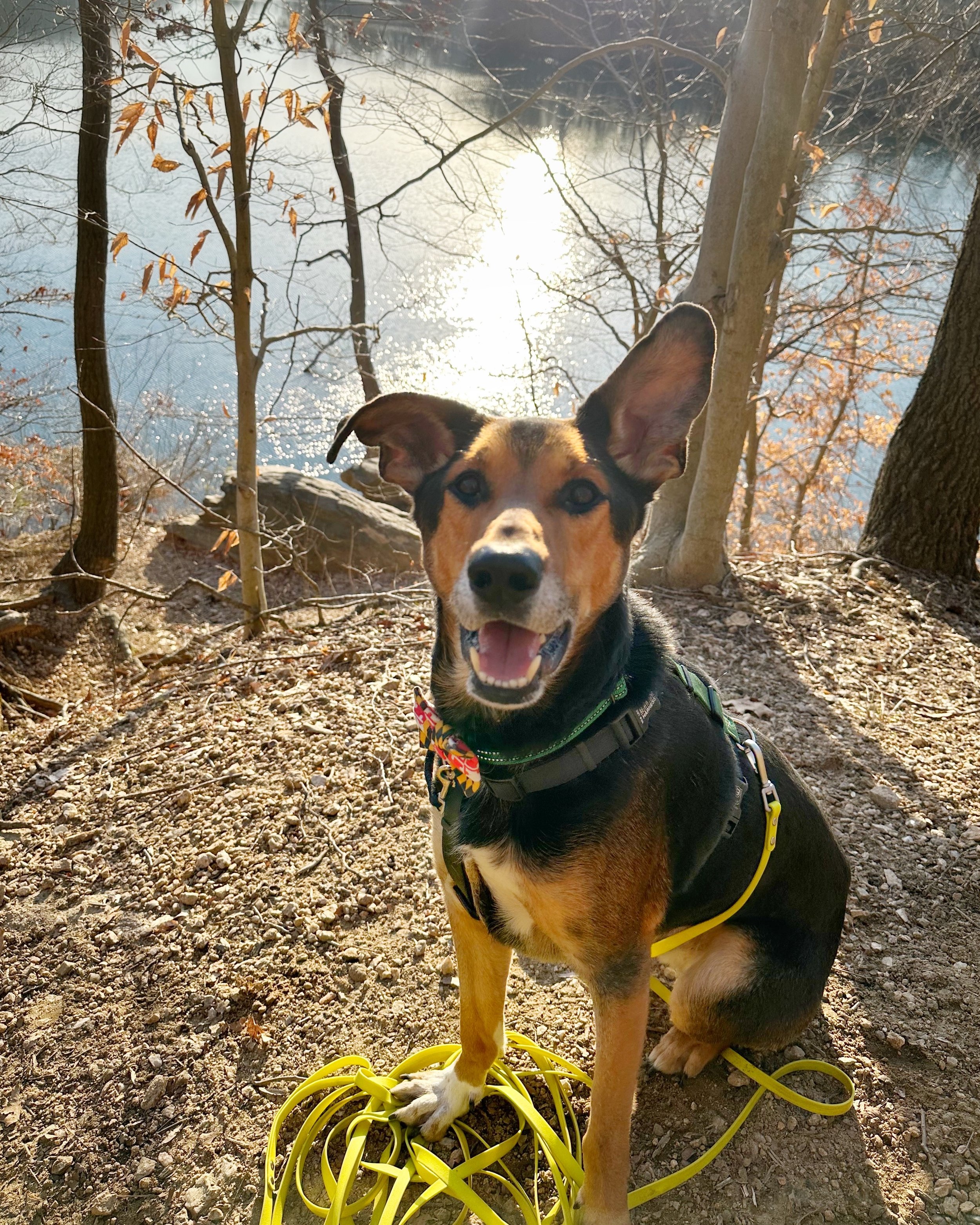 A german shepherd mix sits on a trail with a lake in the background facing the camera, smiling, with one ear up. He is wearing a minimalist black harness clipped to a long yellow line, a green collar and a bow tie with a Maryland flag print.