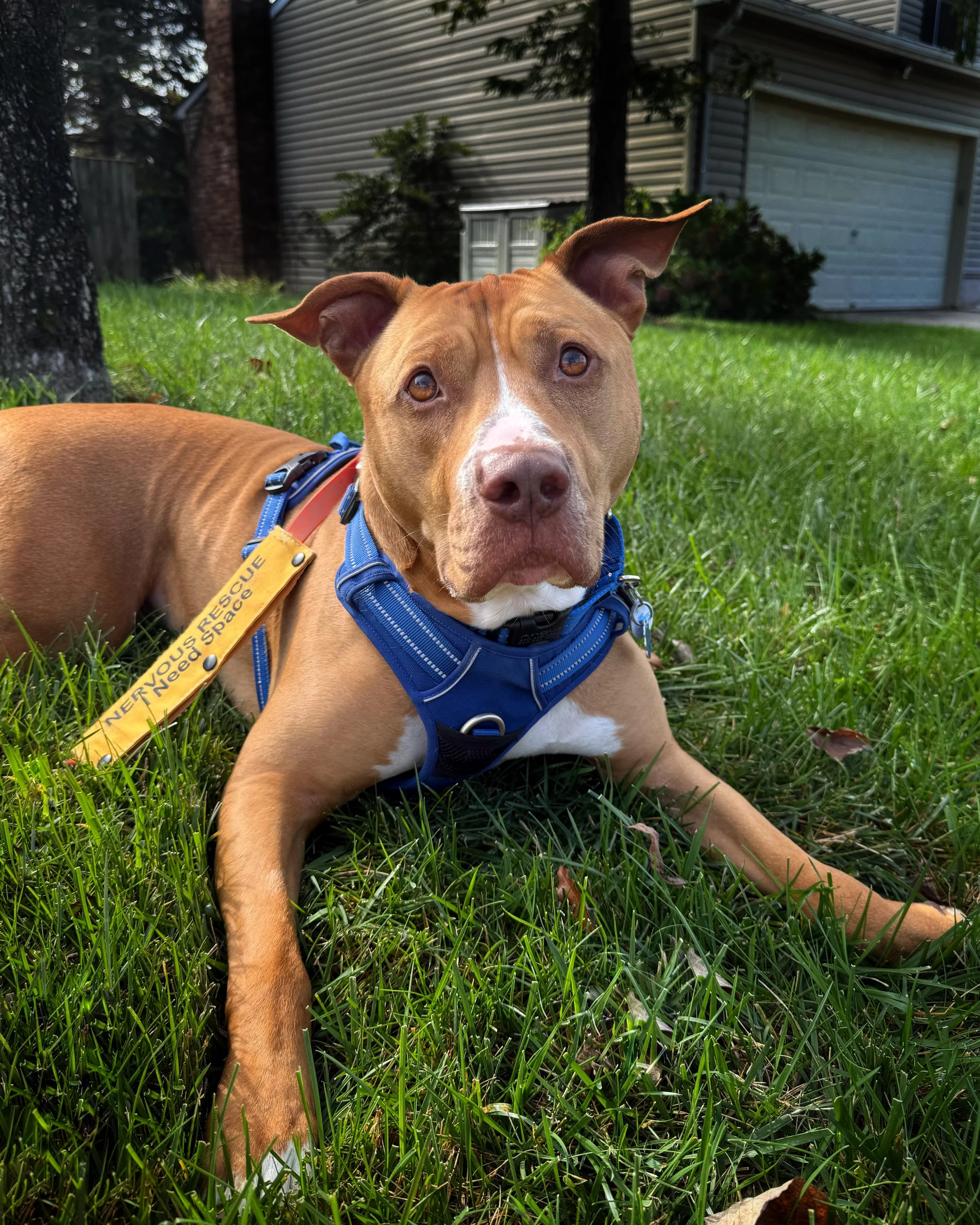 A red pit bull mix is lying in the grass facing the camera. He has ears perked out to the side and a wrinkled brow. He's wearing a blue harness with a yellow leash tag showing.