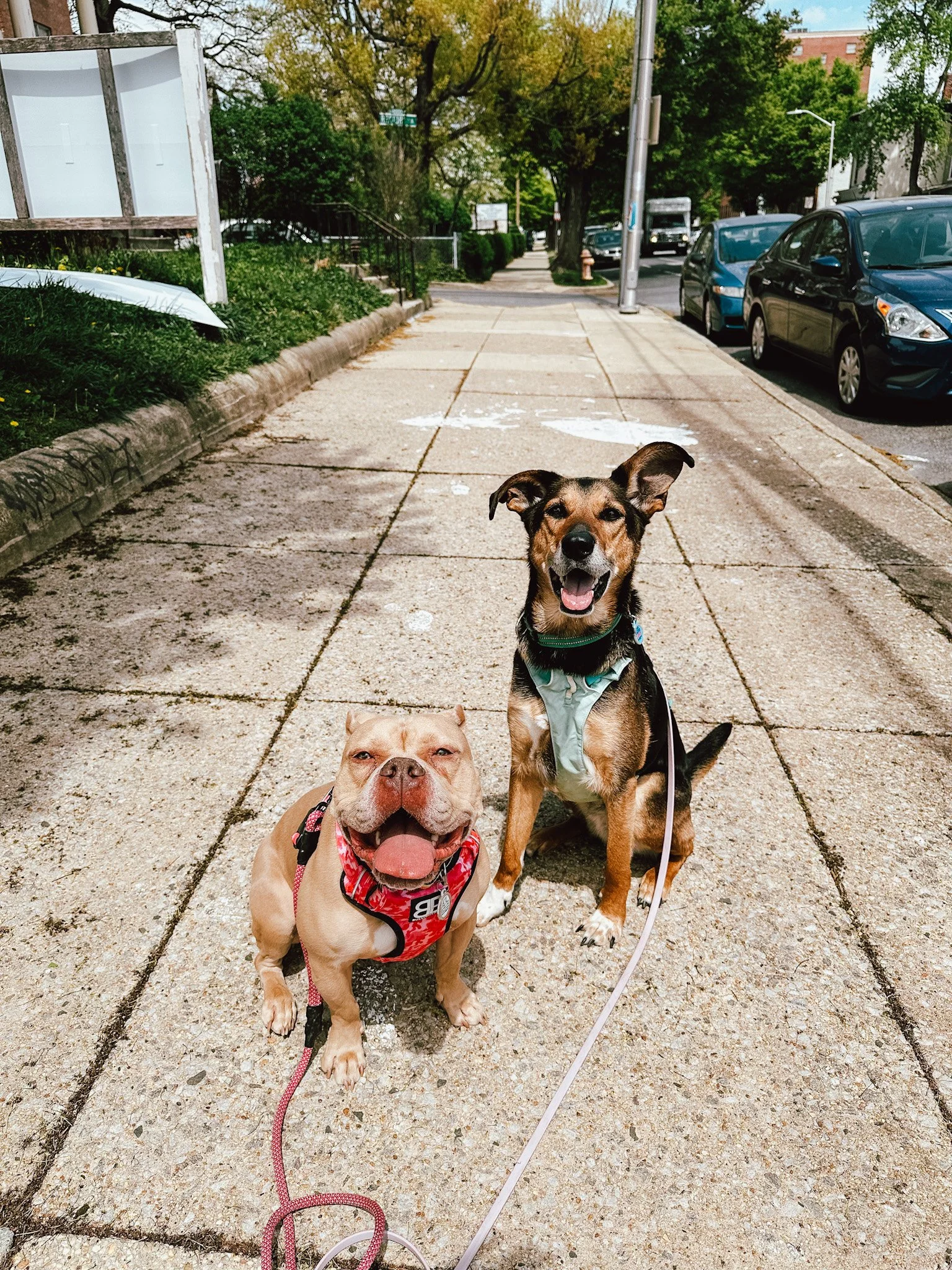 Two dogs sit on the sidewalk facing up at the camera and smiling. On the left is a tan American Bully wearing a pink harness, and on the right is a German Shepherd mix with a big ear flopping out to the side wearing a teal harness.
