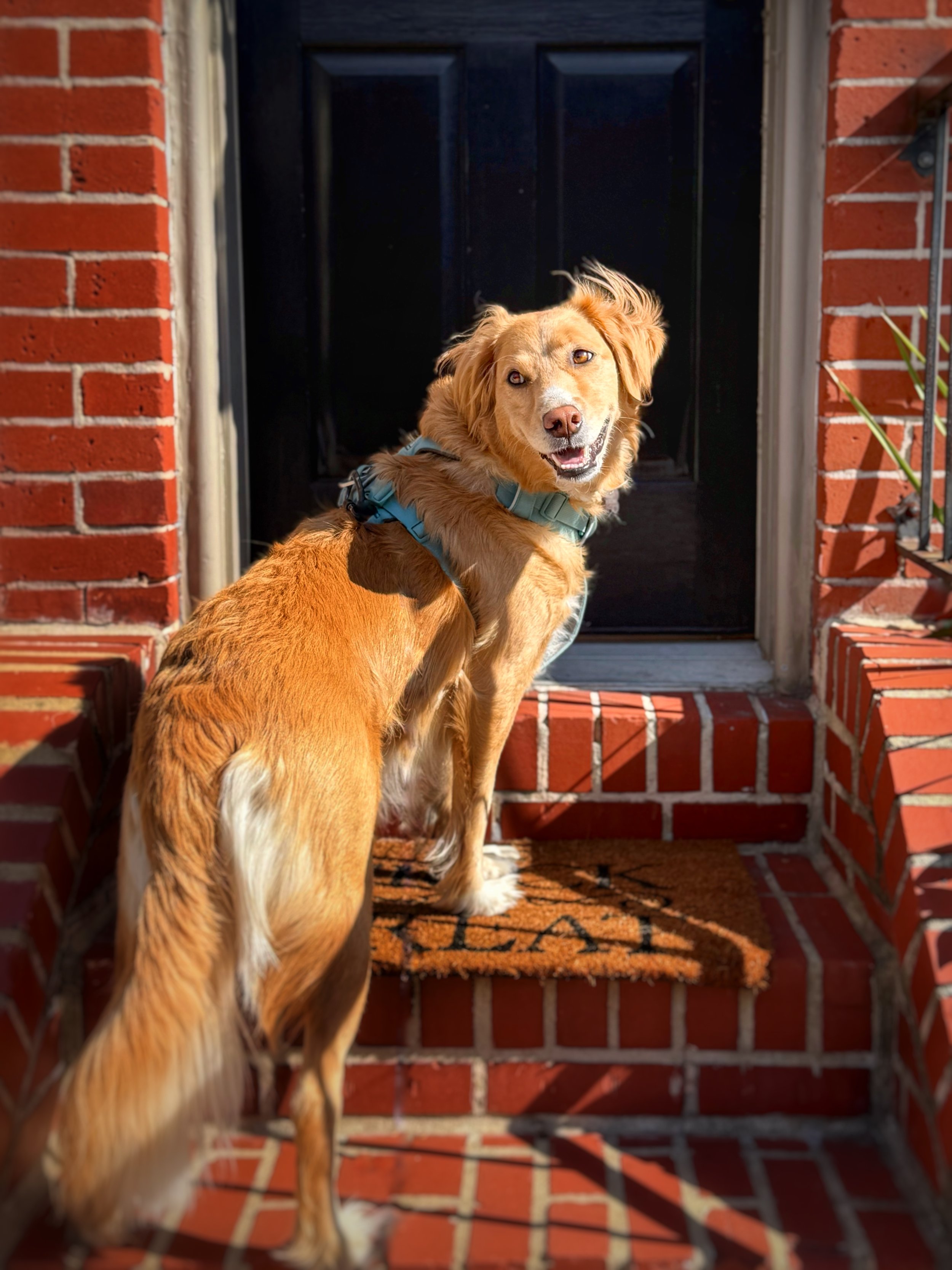 A golden retriever in a teal harness stands on the stairs of a rowhome in Baltimore City looking back at the camera over her shoulder.