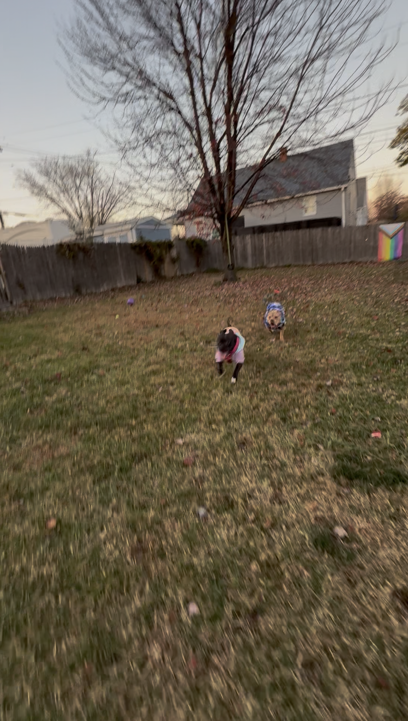 Two pit bulls chase each other in a large grassy backyard.