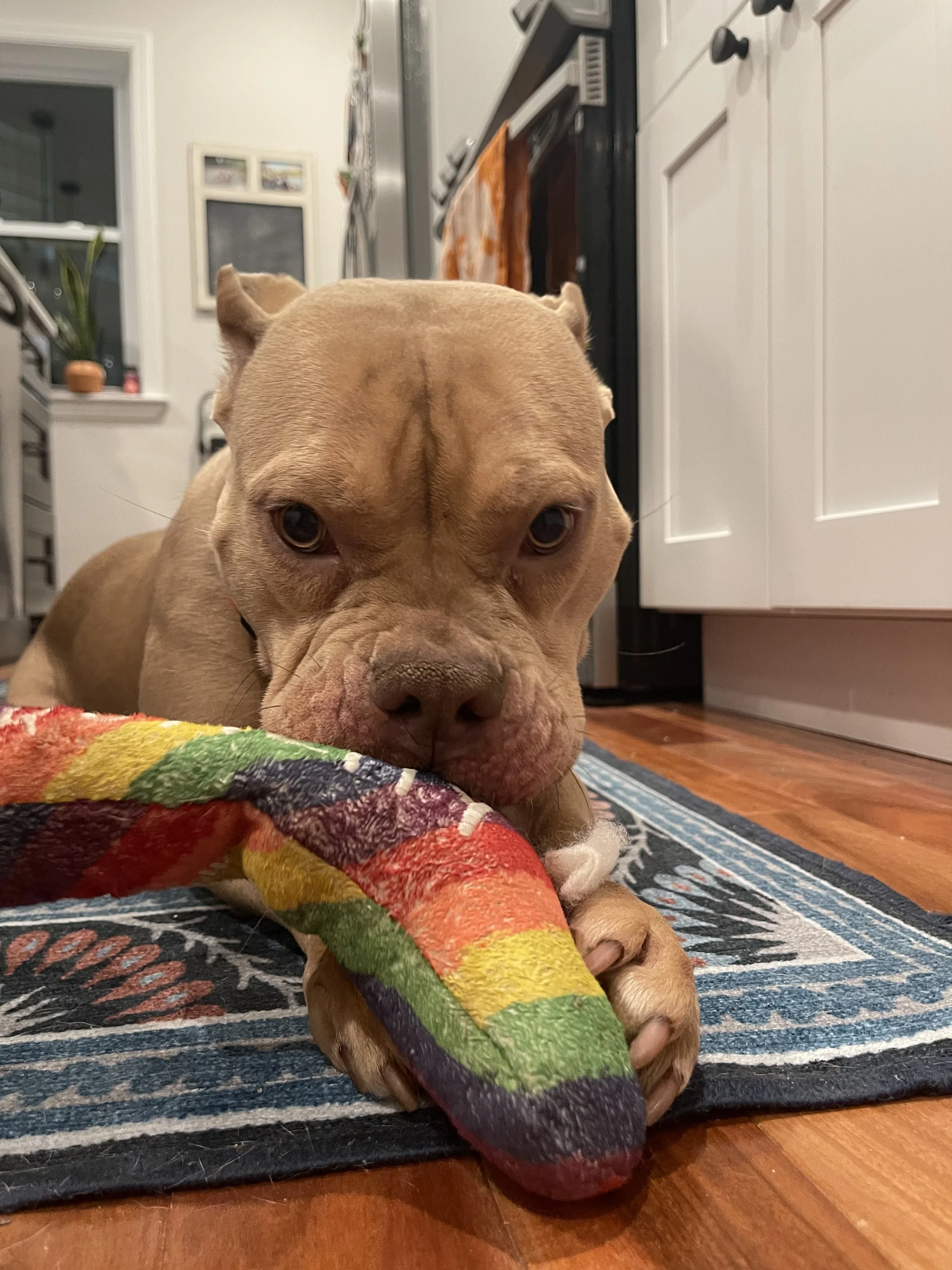 A tan American Bully shreds a rainbow colored stuffed toy.