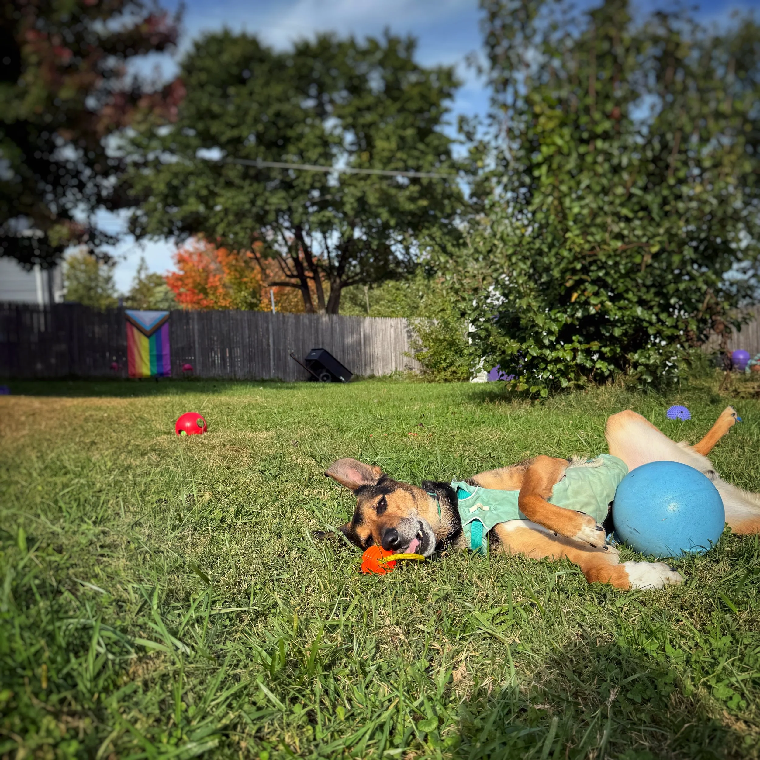 A German Shepherd mix lays on his side in the grass. He has a toy in his mouth and a large ball near his stomach. He has one leg in the air and is captured mid-play. Behind him is a fence with a progress pride flag.