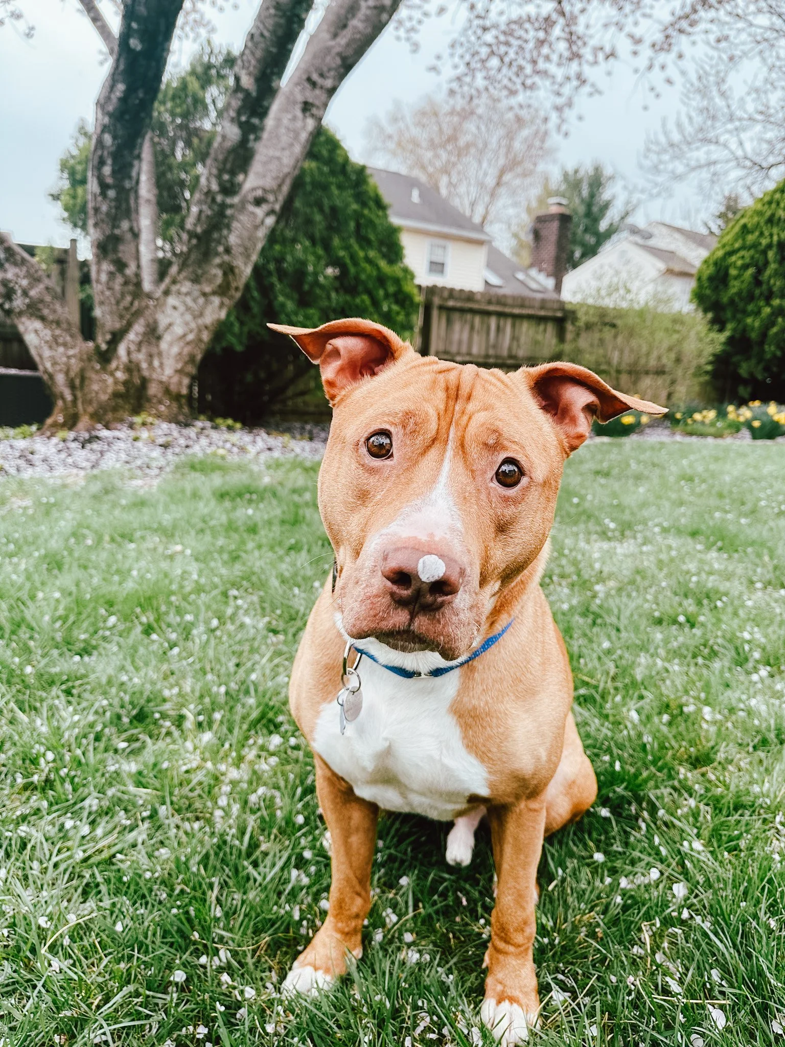 An orange pit bull dog sits in the grass facing the camera. His ears point outward and his brow is furrowed.