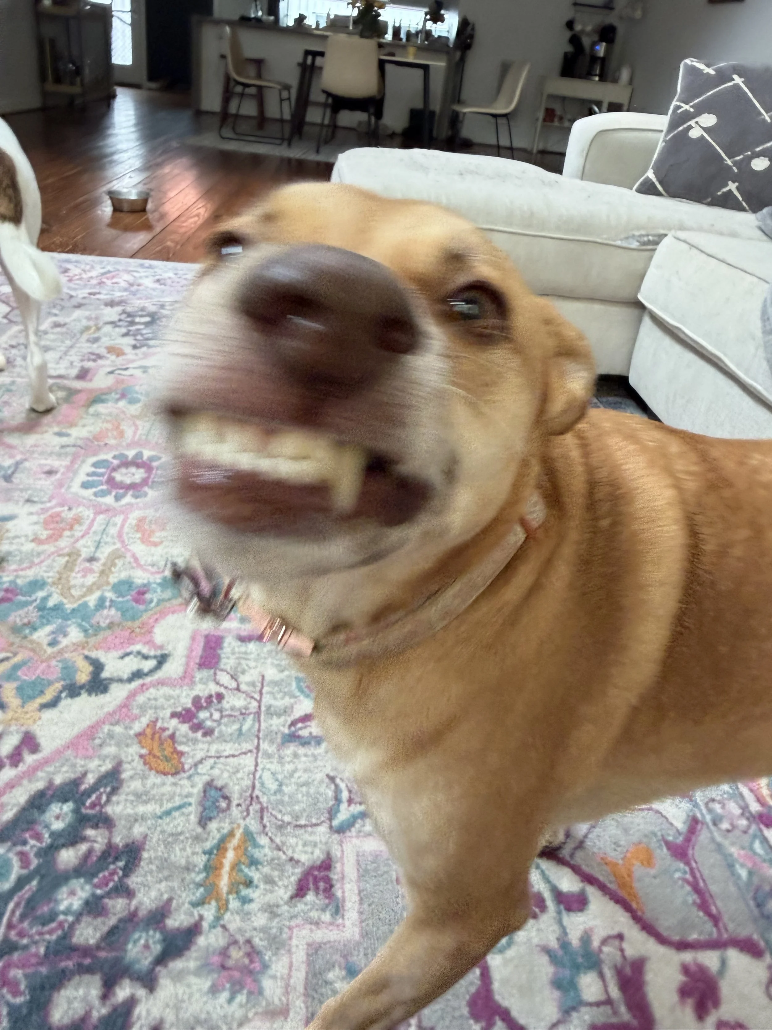 IMG_1379.jpeg