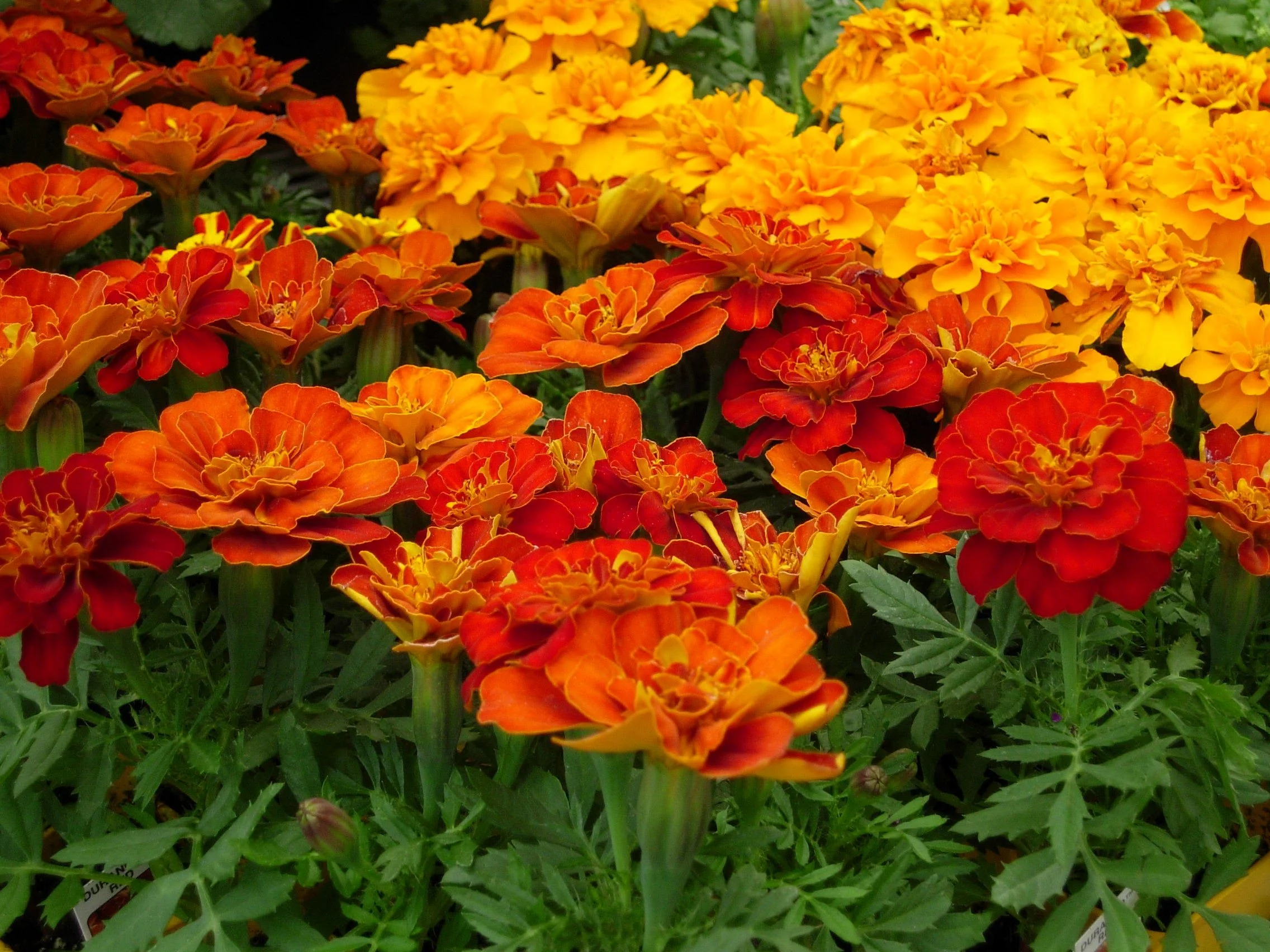 DSCN0345.jpg