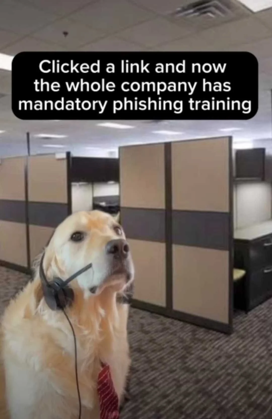 razočarani pas koji mora na trening informacijske sigurnosti