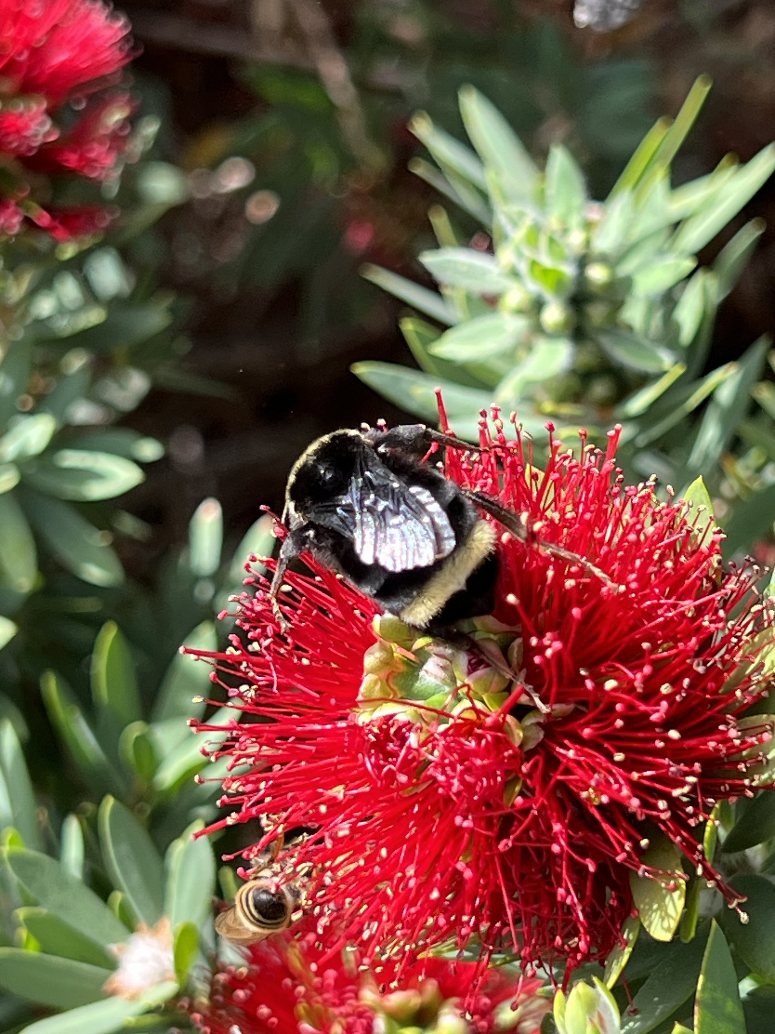 Hope for Bees