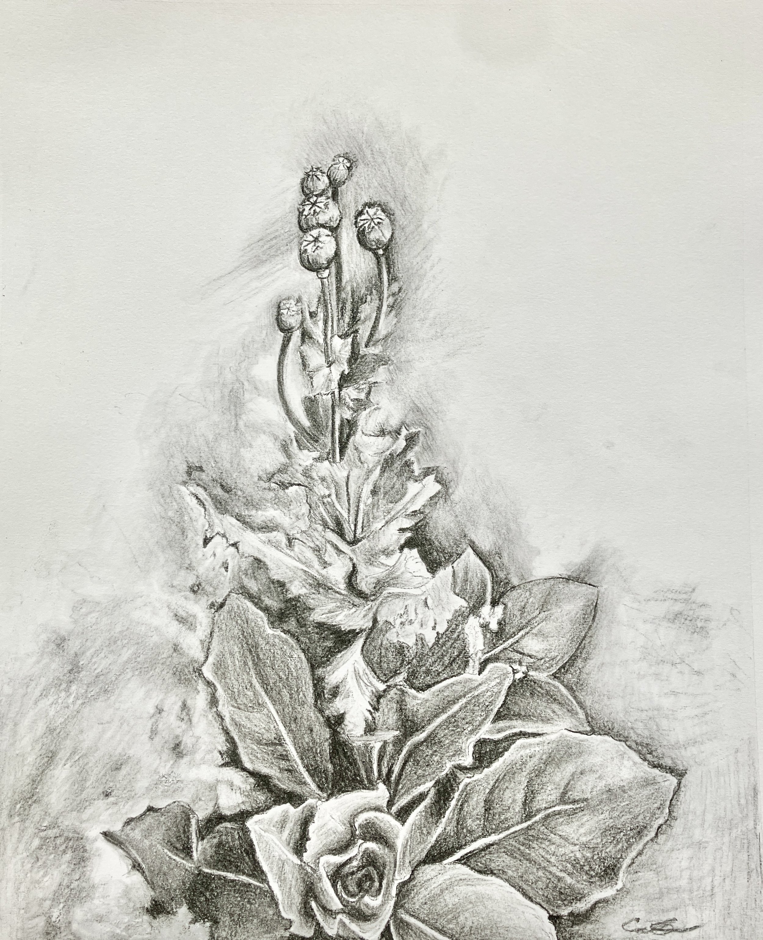 PoppyPlant.jpg