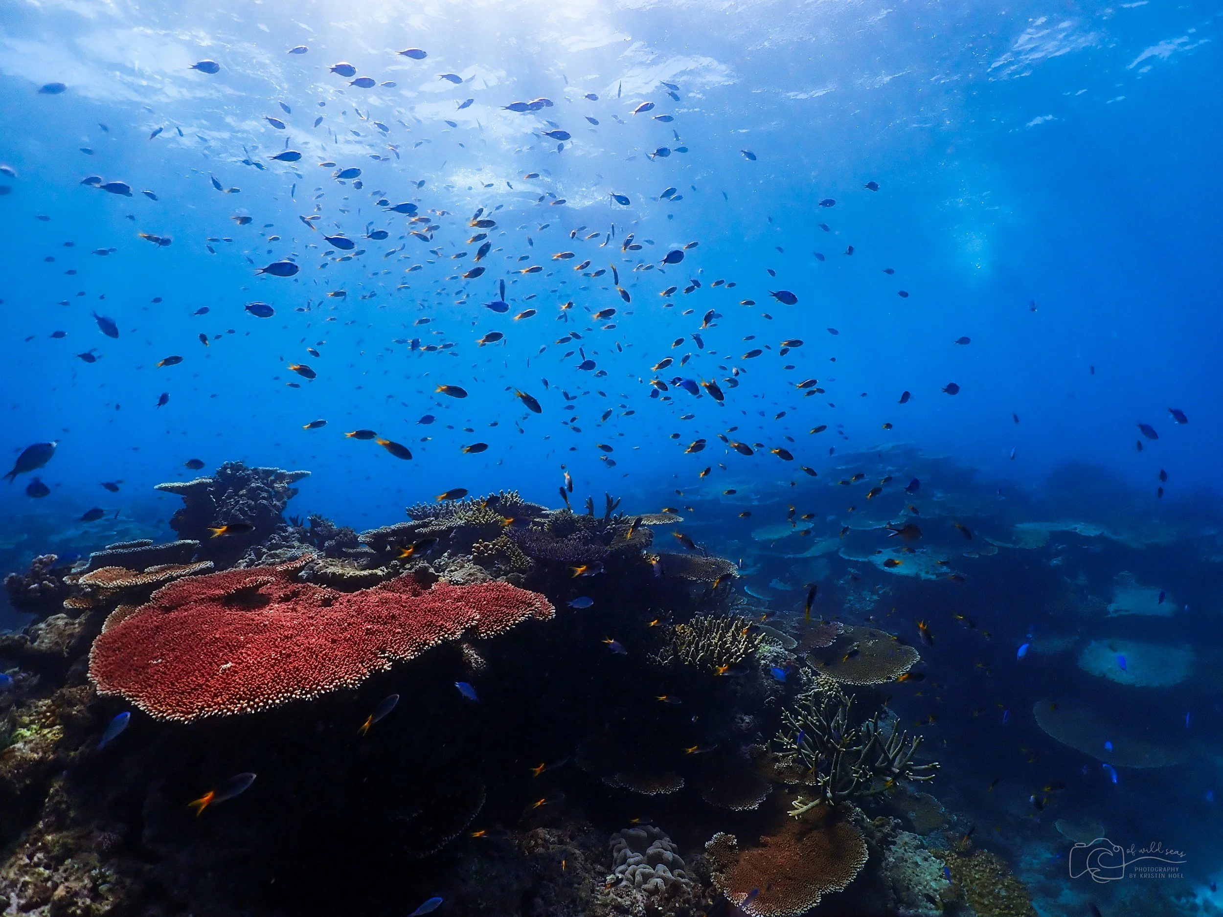 Underwater scene of a vibrant coral reef with a school of small blue fish swimming above and around colorful corals.