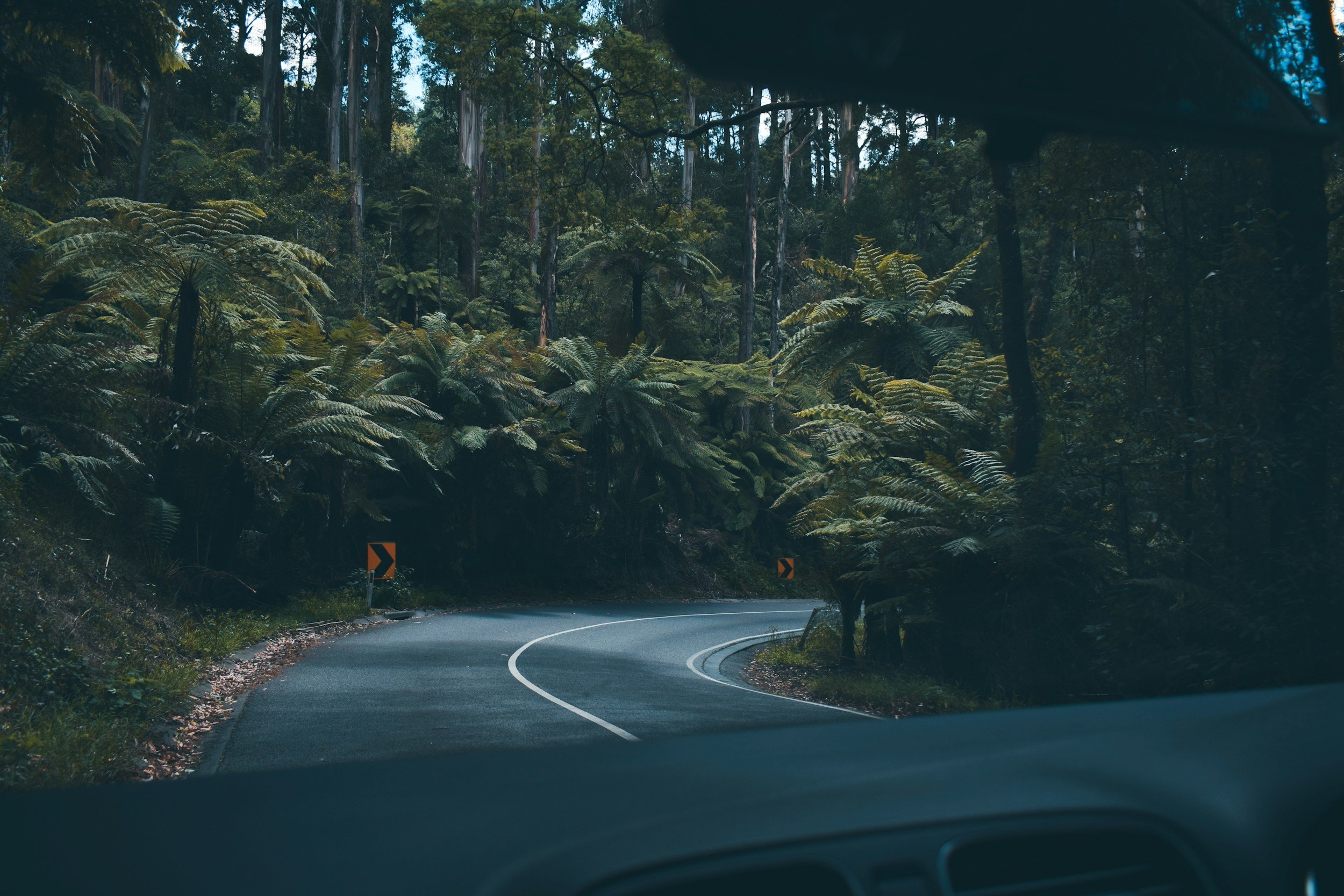 A winding forest road viewed from inside a vehicle, surrounded by tall trees and lush green ferns.