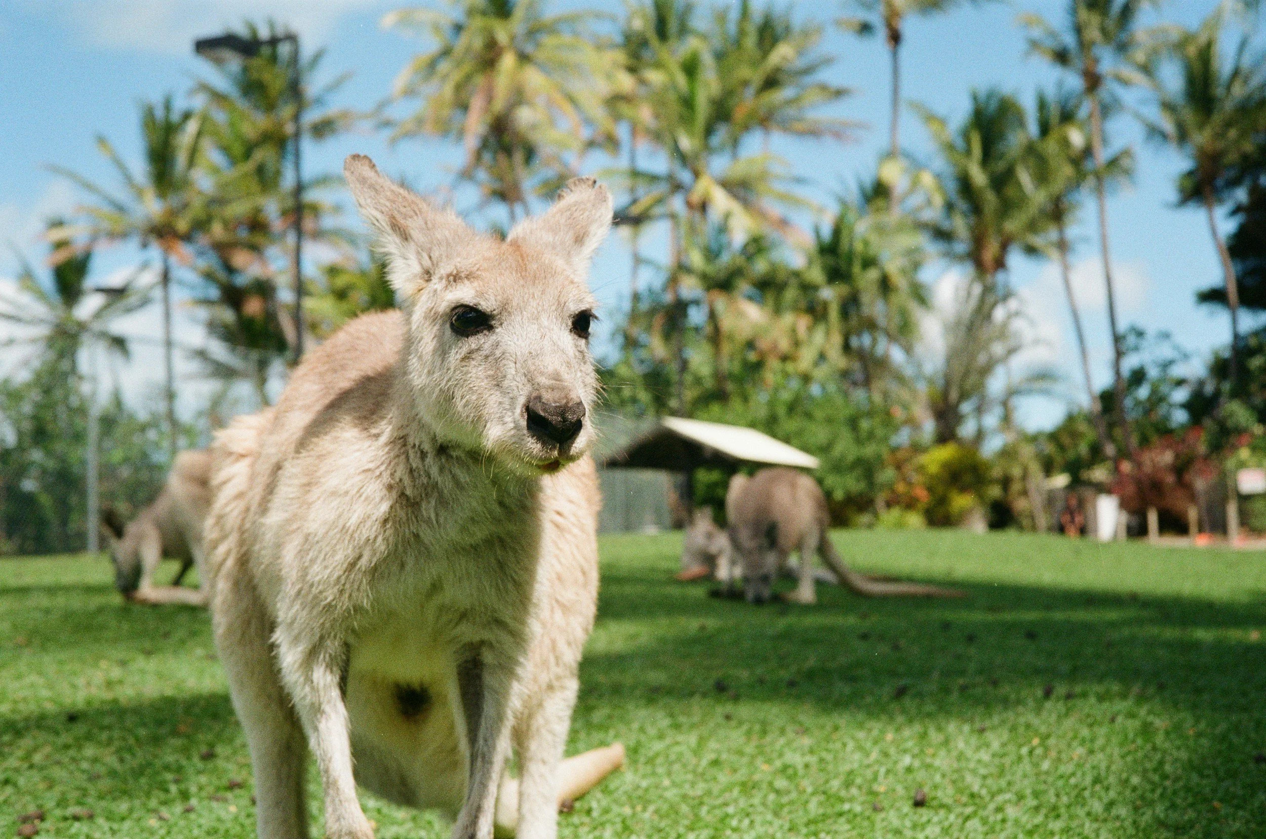 A young kangaroo standing on grass with palm trees and other kangaroos in the background.