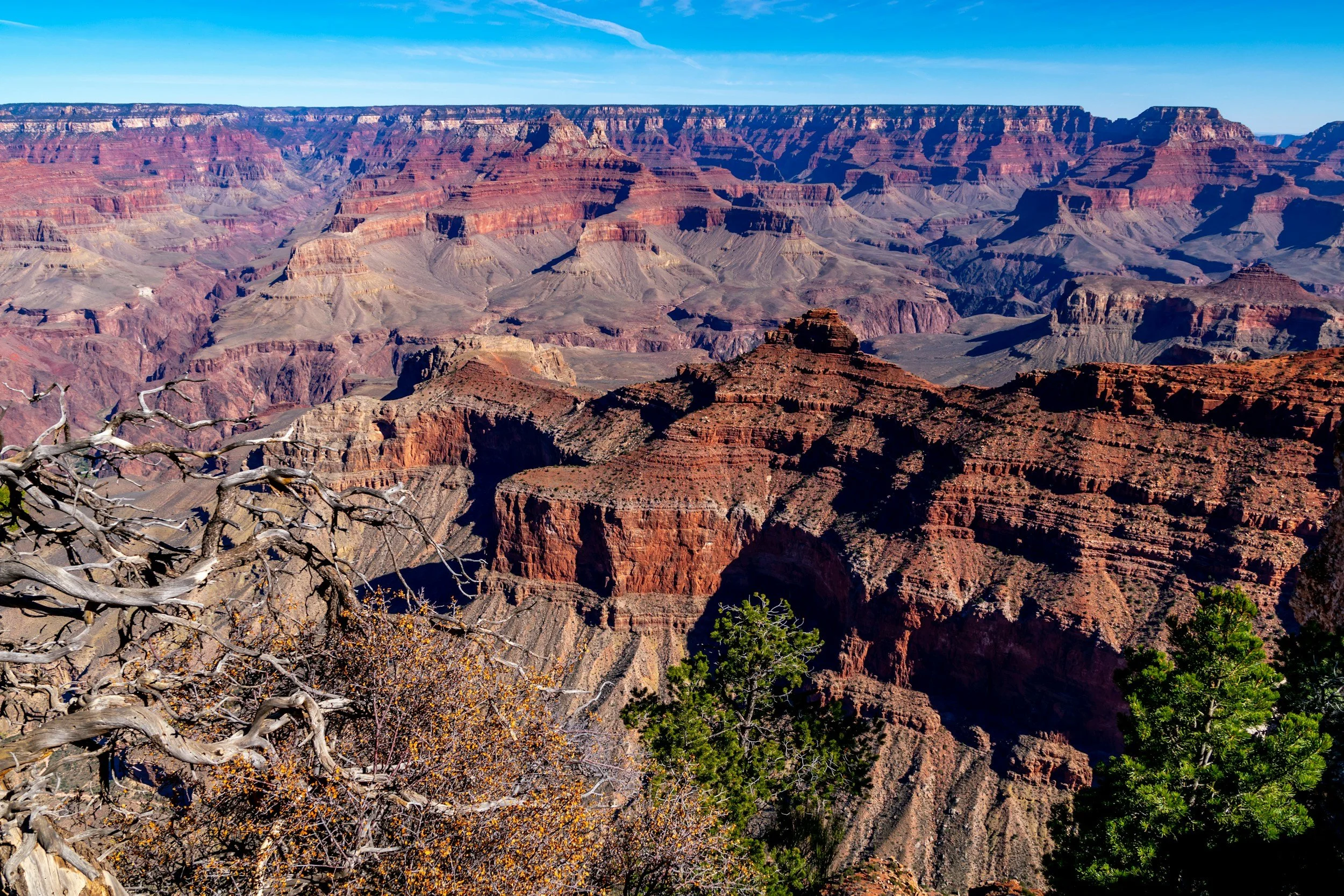 View of the Grand Canyon with layered red, orange, and brown rock formations under a blue sky, with some green trees and dry, leafless branches in the foreground.