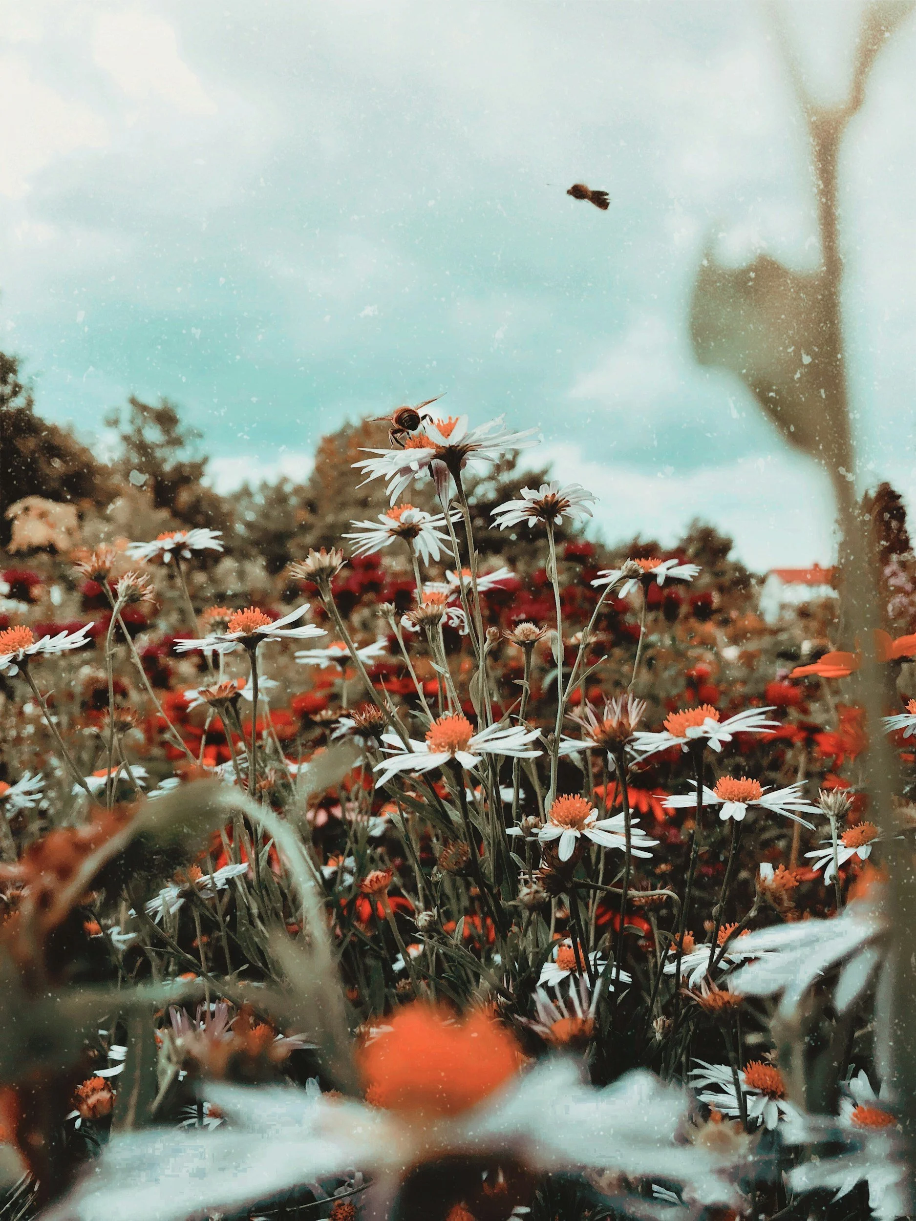 Close-up of white and orange daisies with a bee on a flower and a blurred background of more flowers under a cloudy sky.