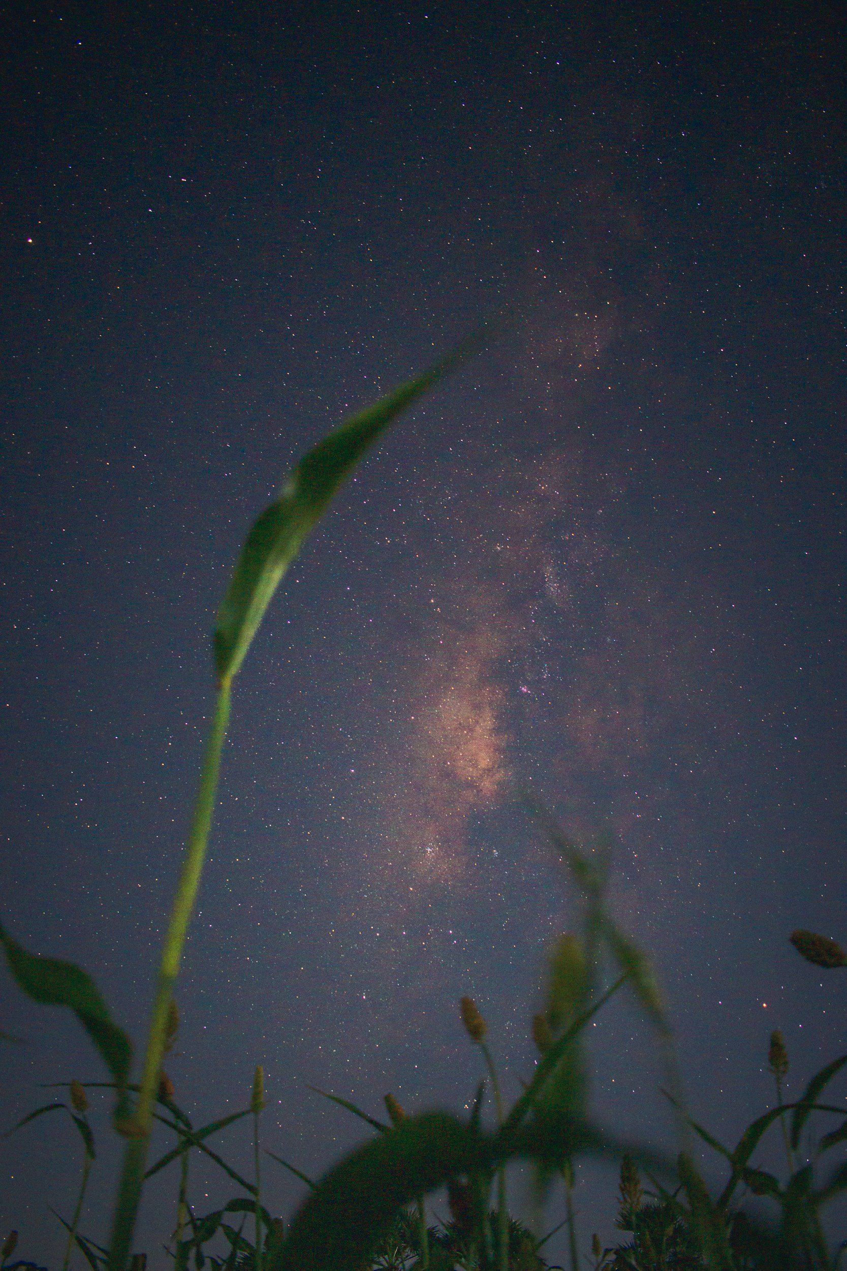 Night sky filled with stars and the Milky Way galaxy, with tall grass and plants in the foreground.