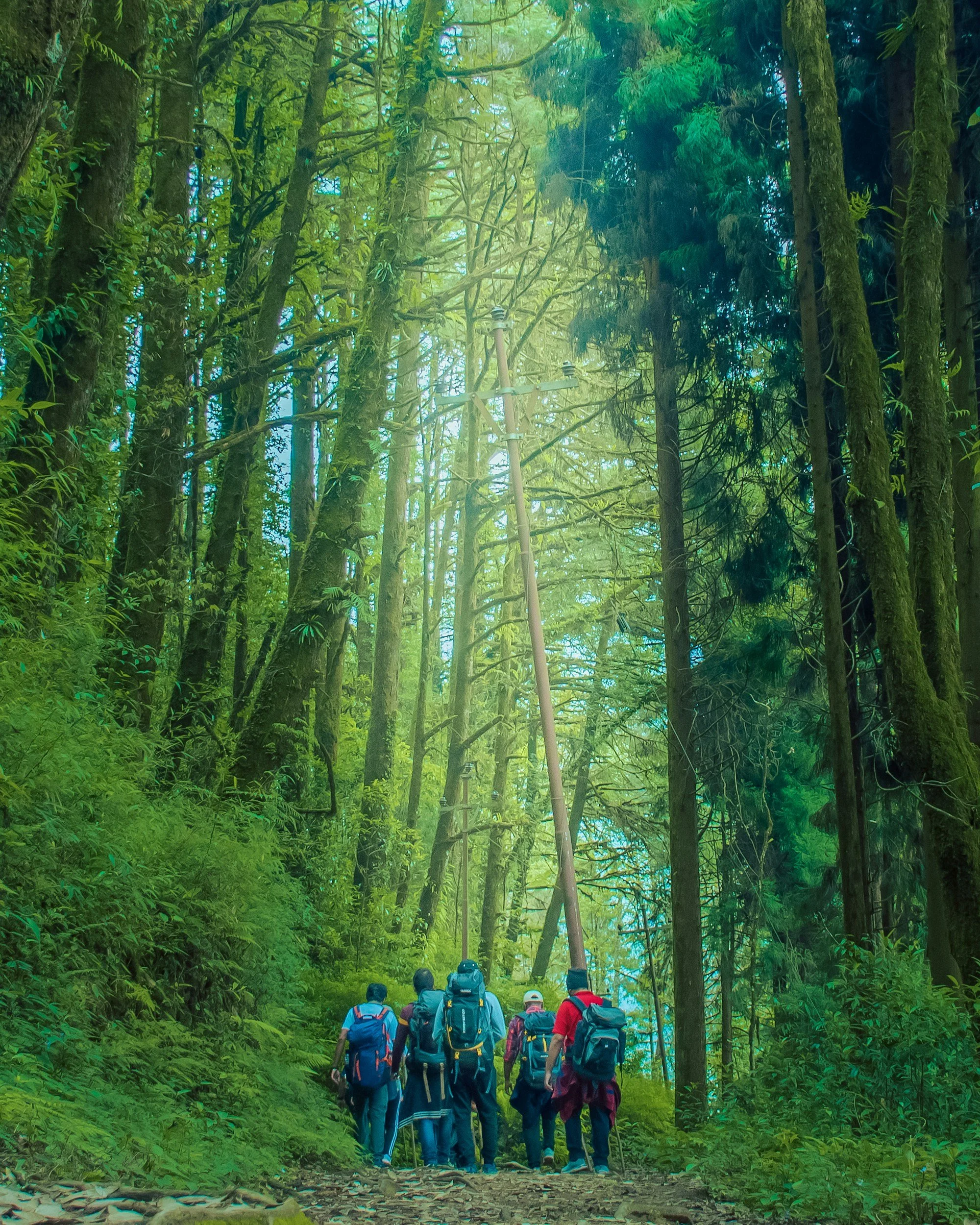 Group of hikers walking on a trail through a dense green forest with tall trees and power poles.