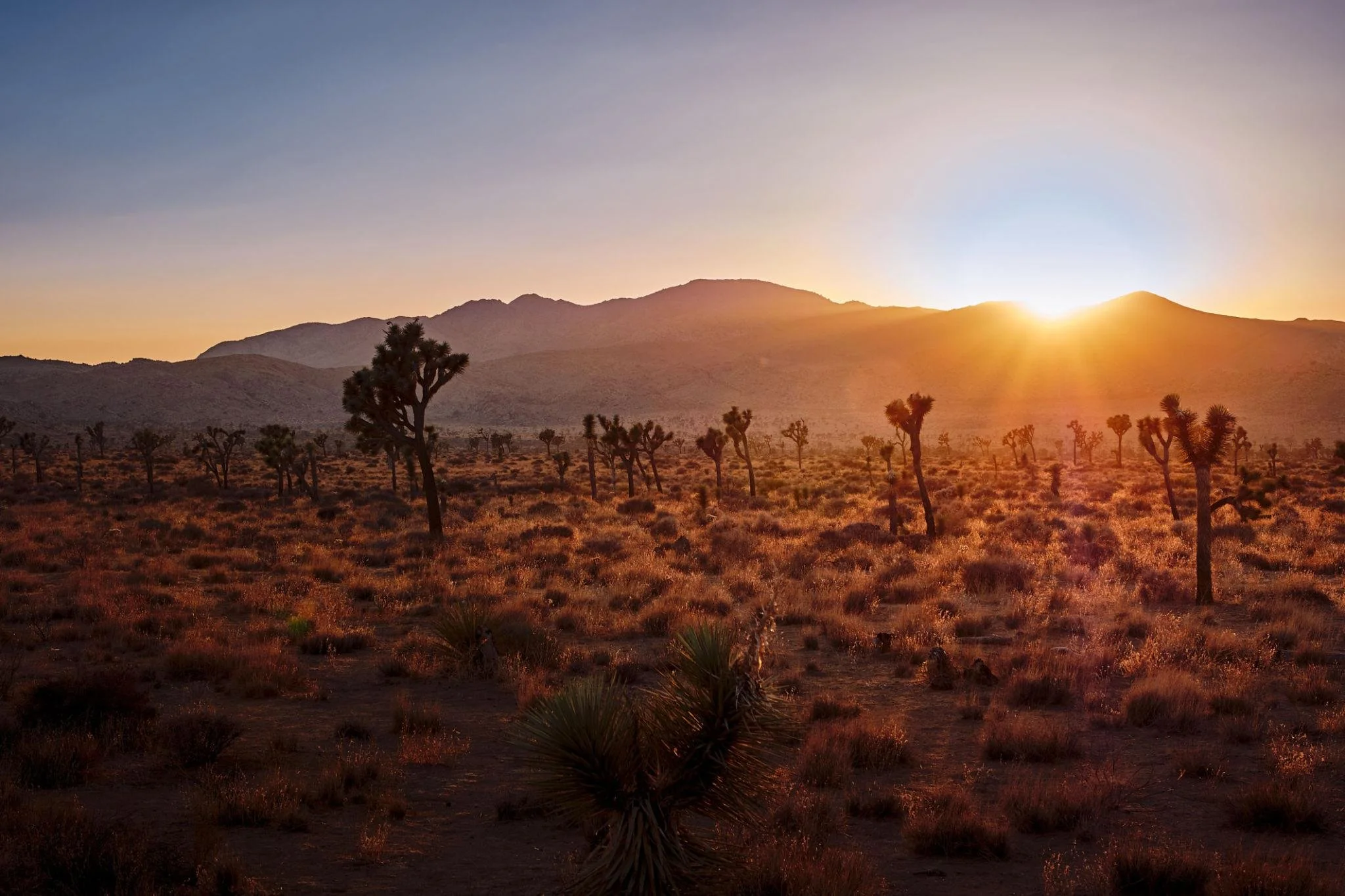 Joshua Tree — Fire Expedition